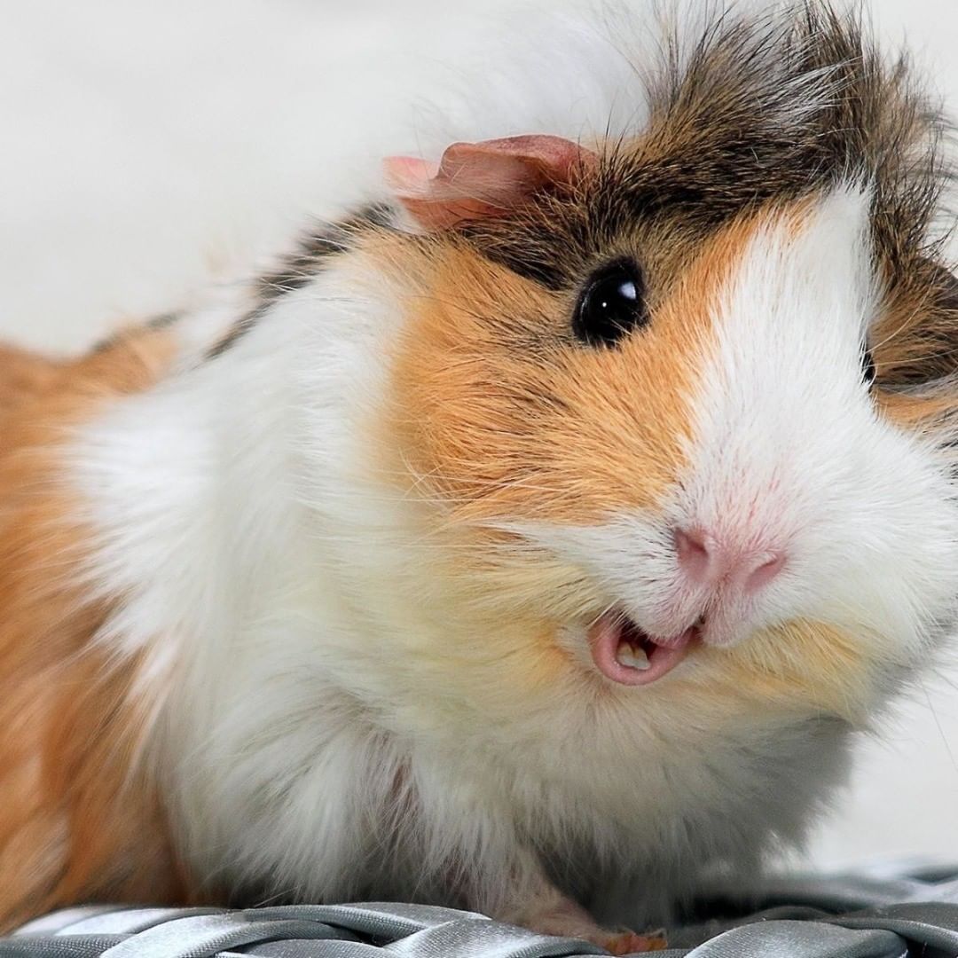 Guinea Pig With Bunny Wallpapers - Wallpaper Cave