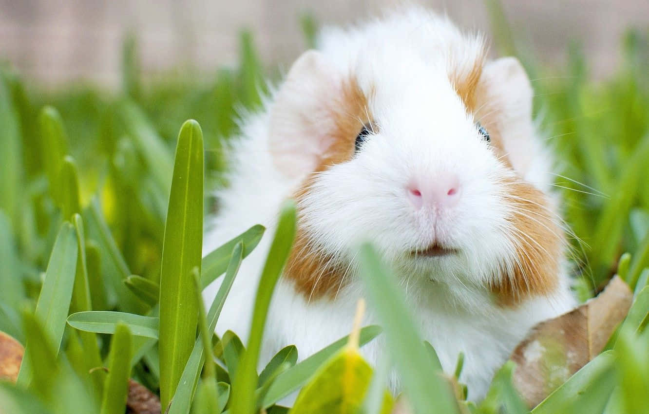 Download Cute Guinea Pig Picture
