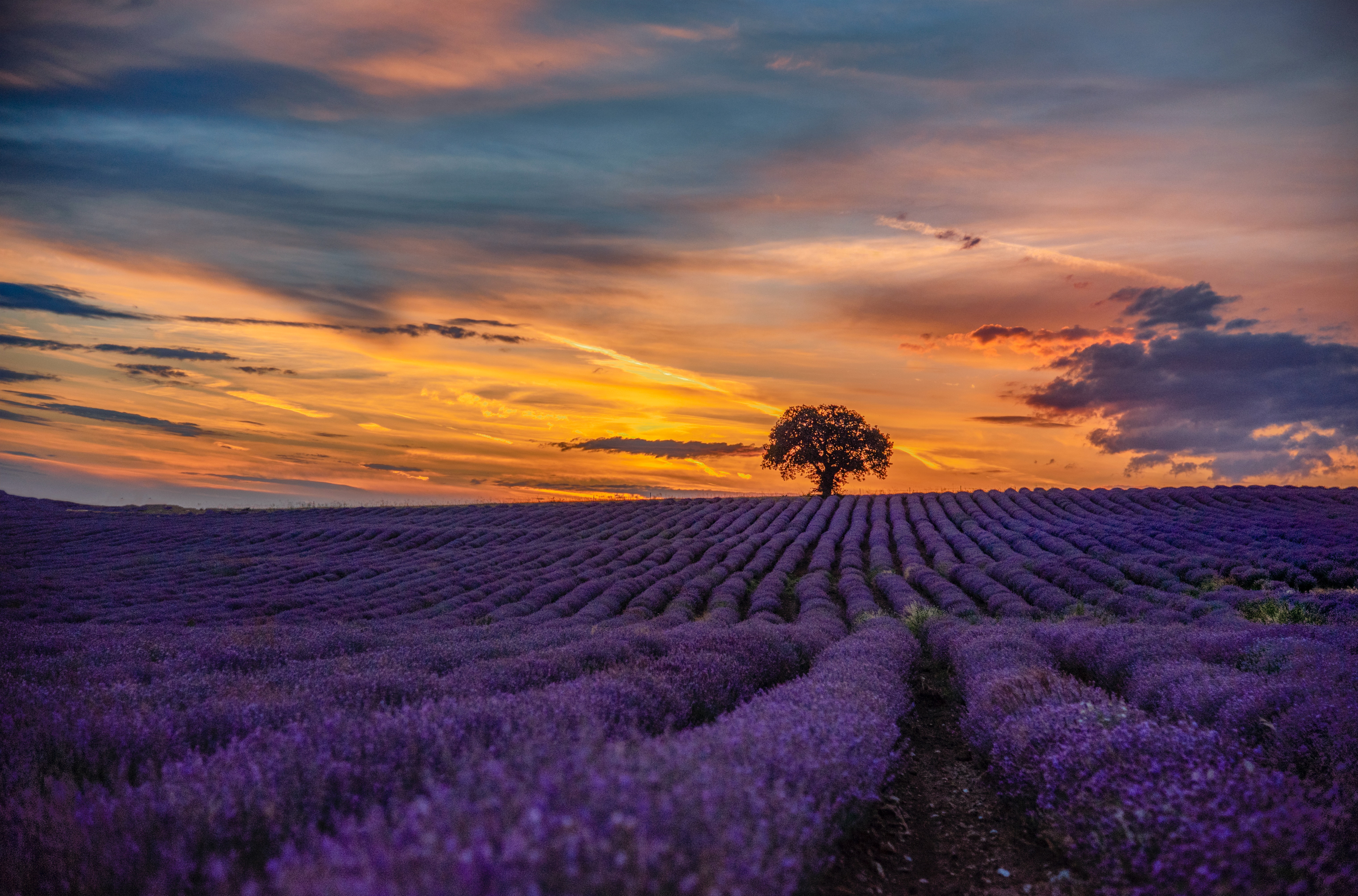 Lavender Field Photo, Download The BEST Free Lavender Field & HD Image