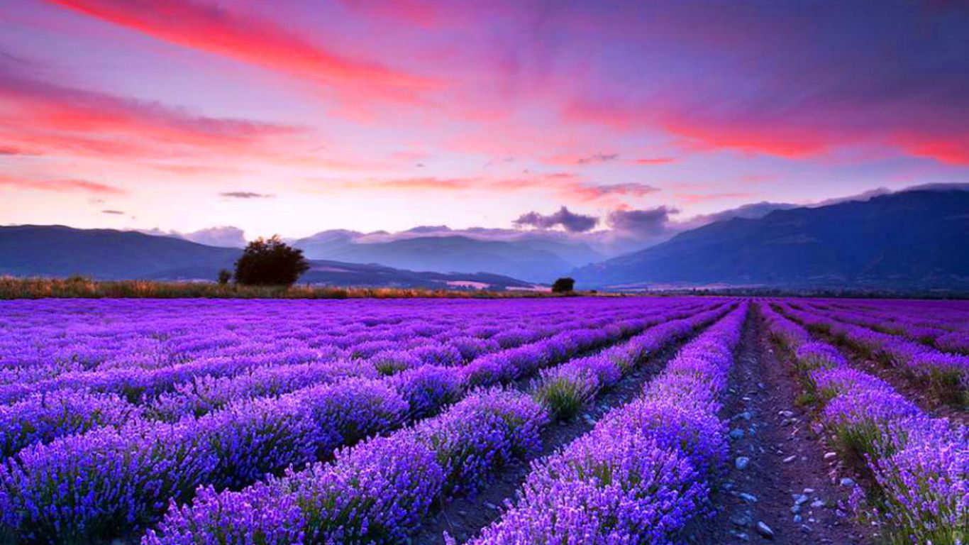 lavender fields wallpaper.com. Lavender fields, Field wallpaper, Scenery