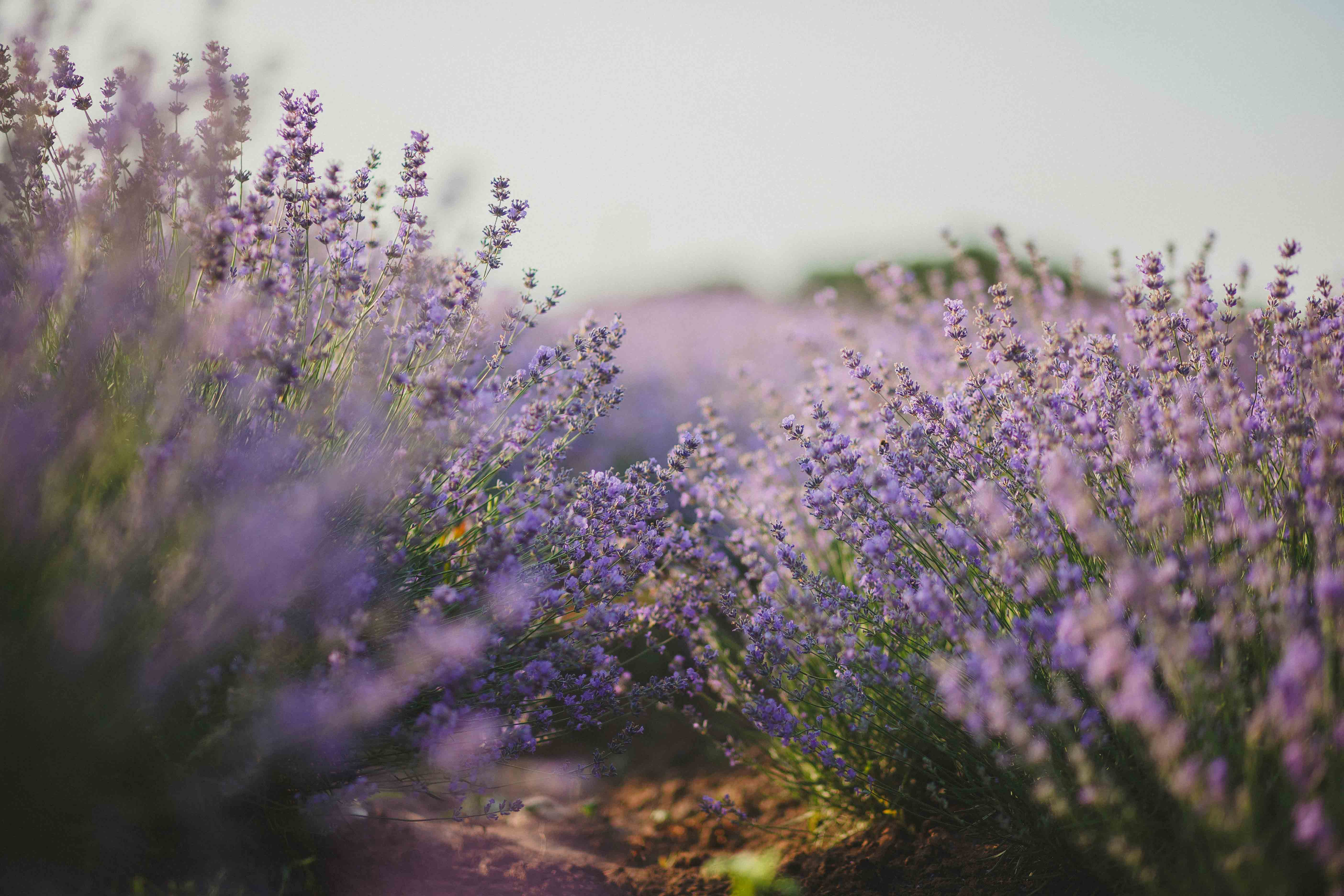 Lavender Field Photo, Download The BEST Free Lavender Field & HD Image