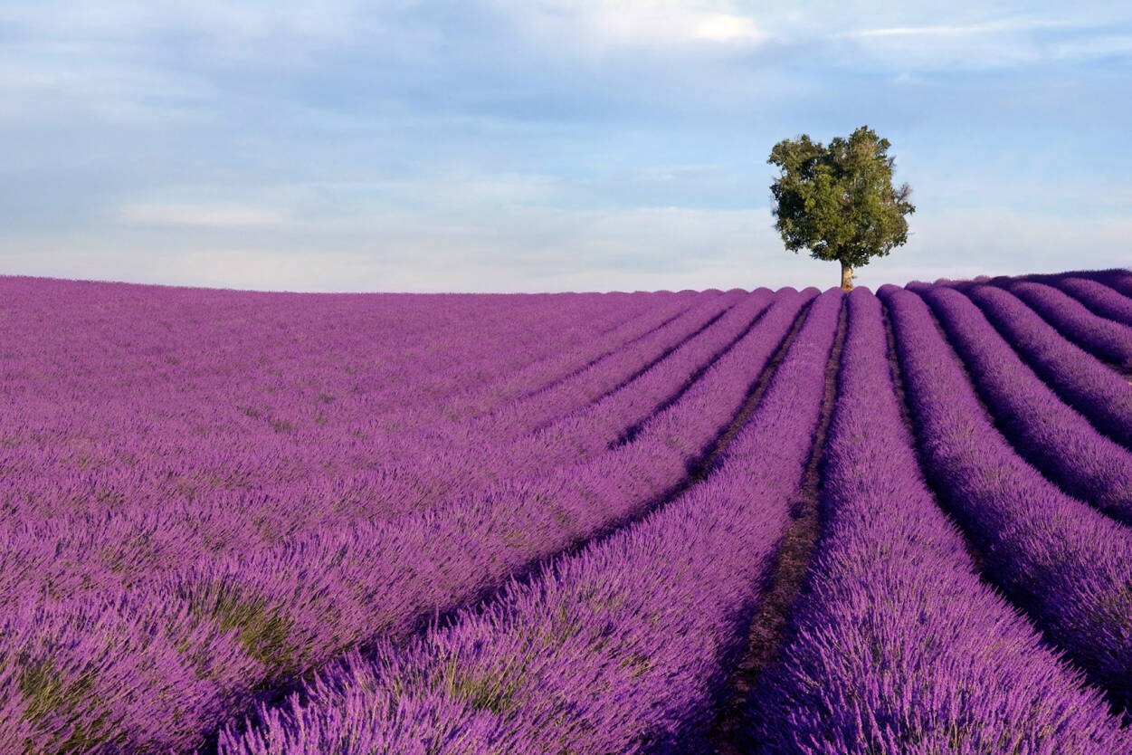 Livingwalls Photo wallpaper «Lavender field» 036500