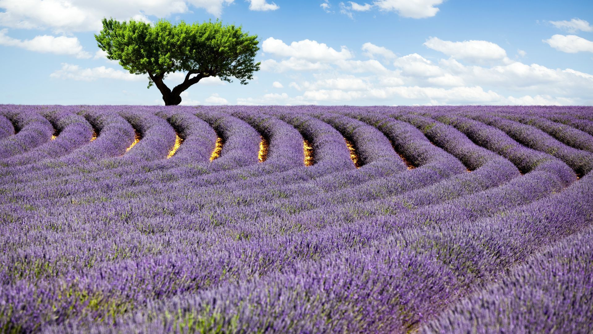 Lavender field, 4k, HD wallpaper, Provence, France, Meadows, lavender, tree, sky (horizontal). Field wallpaper, Lavender fields, Purple flowers wallpaper