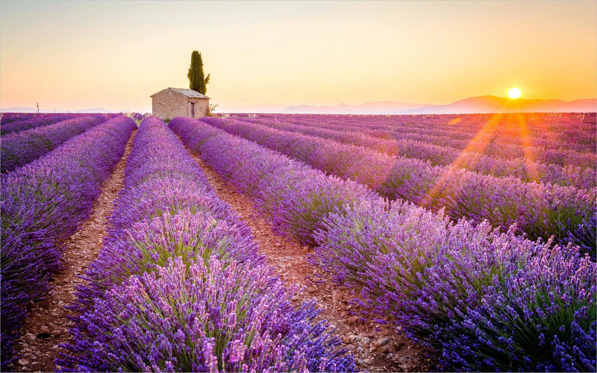 Lavender Farm Wallpapers - Wallpaper Cave