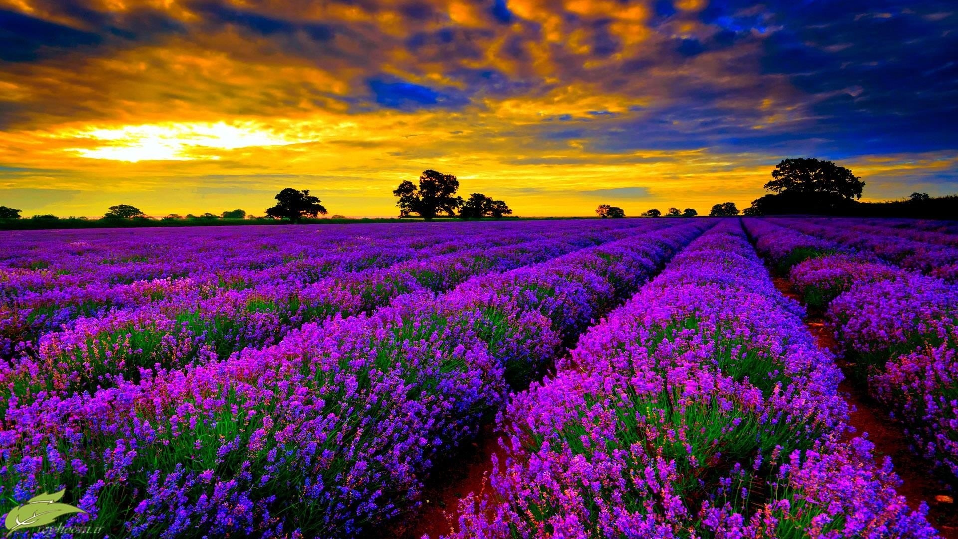 Lavender Farm Wallpapers - Wallpaper Cave