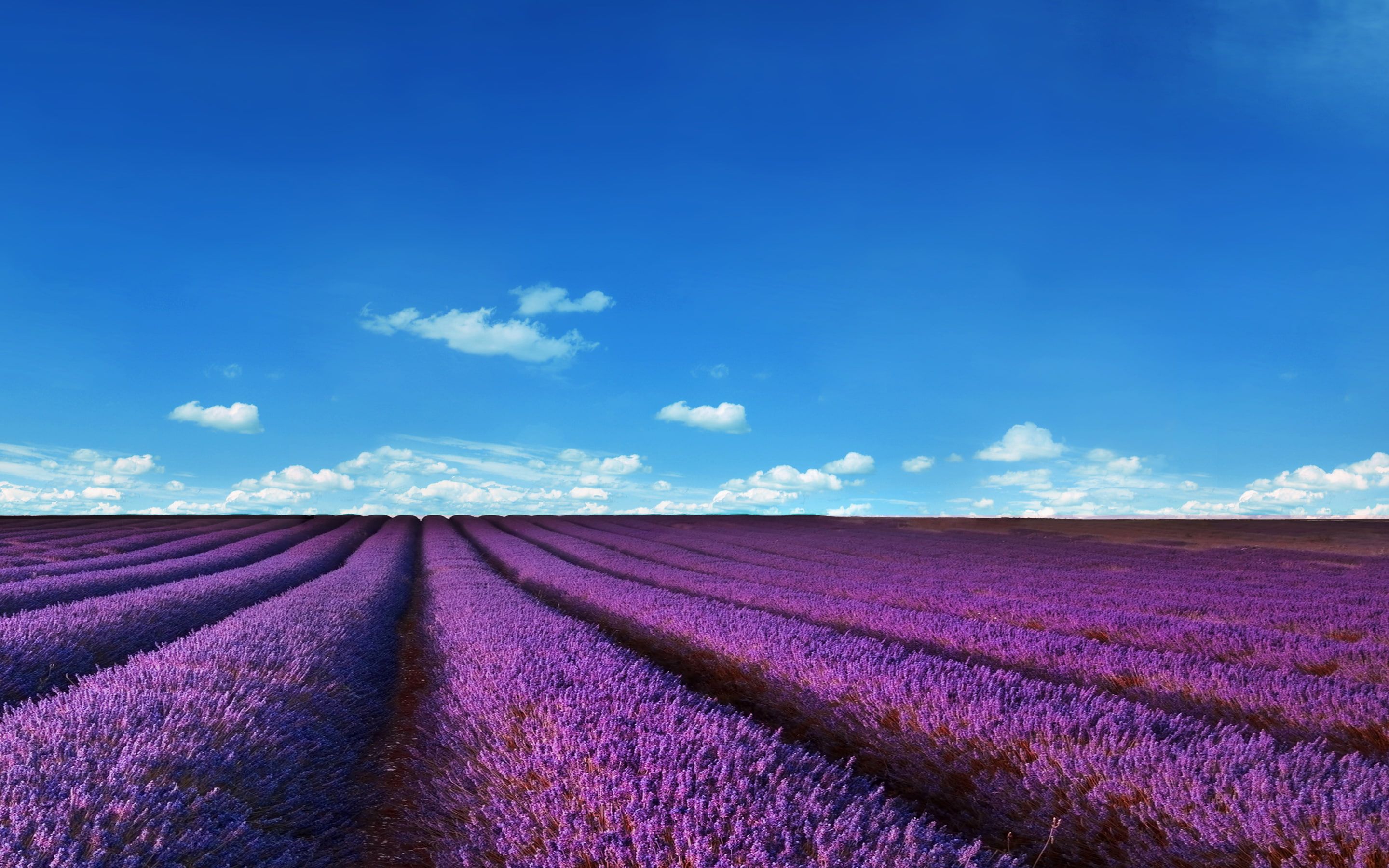 lavender fields, nature, landscape, purple, sky lavender fields #nature #landscape #purple #sky K #wallpaper #hdwal. Field wallpaper, Lavender fields, Landscape