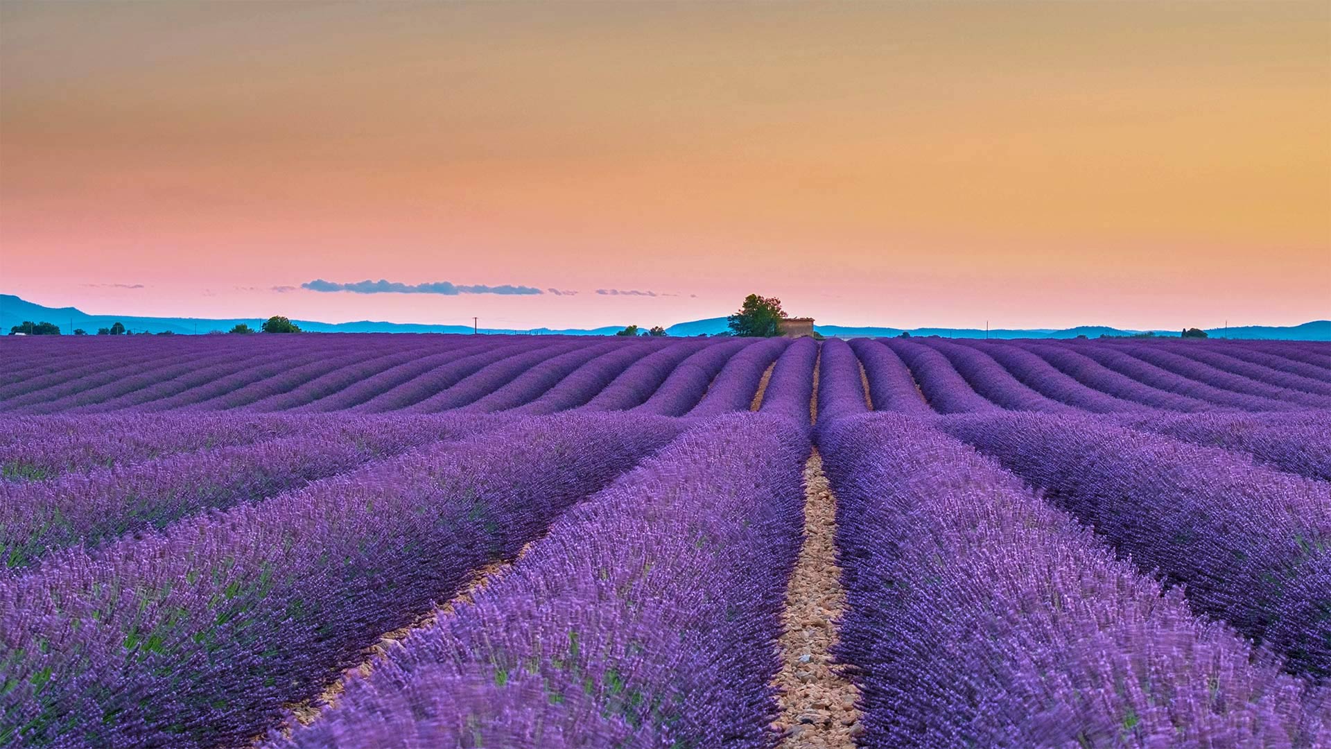 Bing HD Wallpaper Jun 27, 2022: Lavender fields on the Valensole Plateau in Provence, France wallpaper