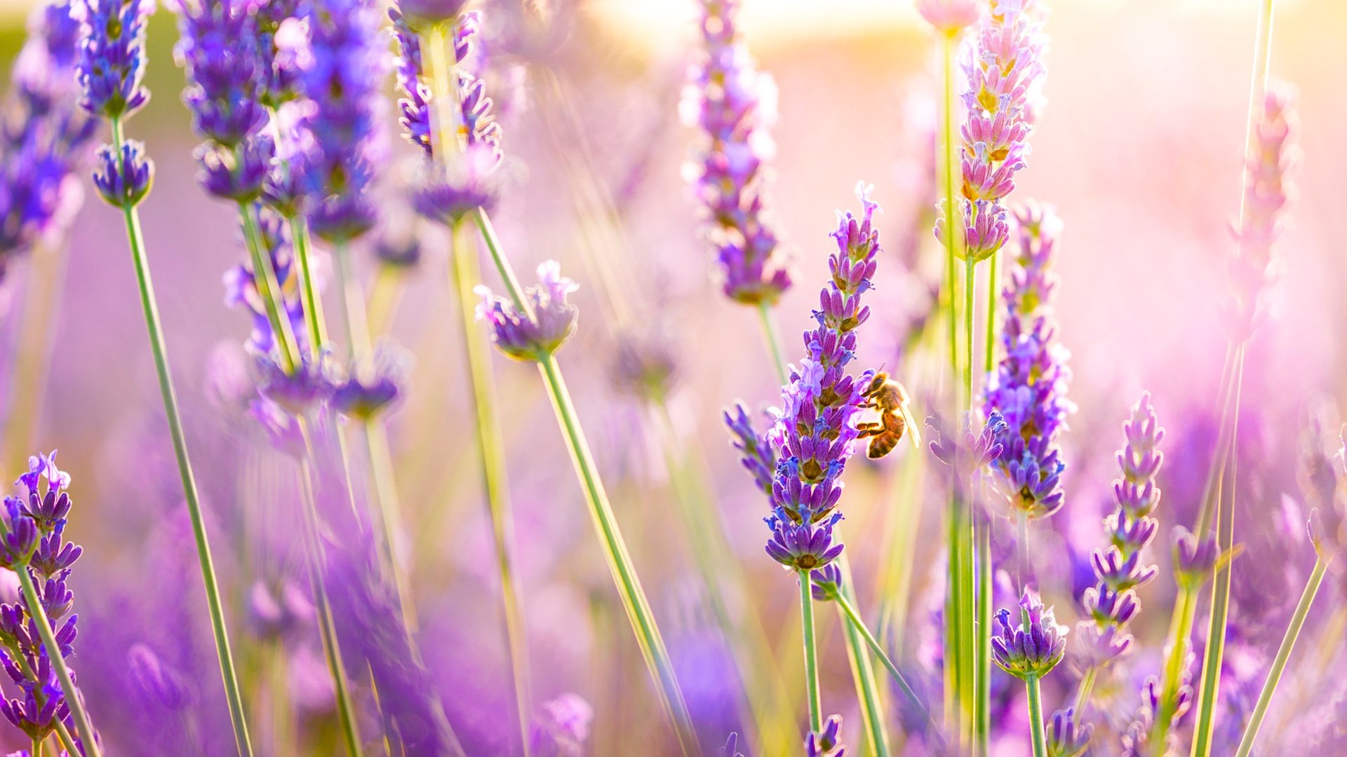 lavender, Field Wallpaper HD / Desktop and Mobile Background