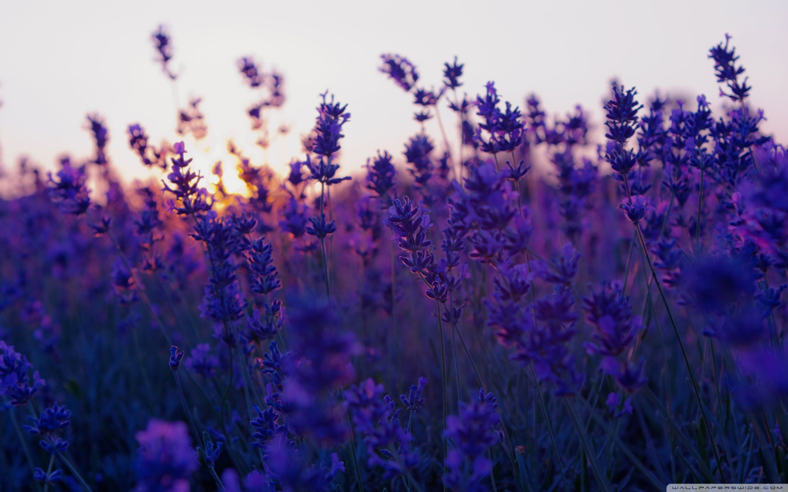 Lavender Desktop Wallpaper