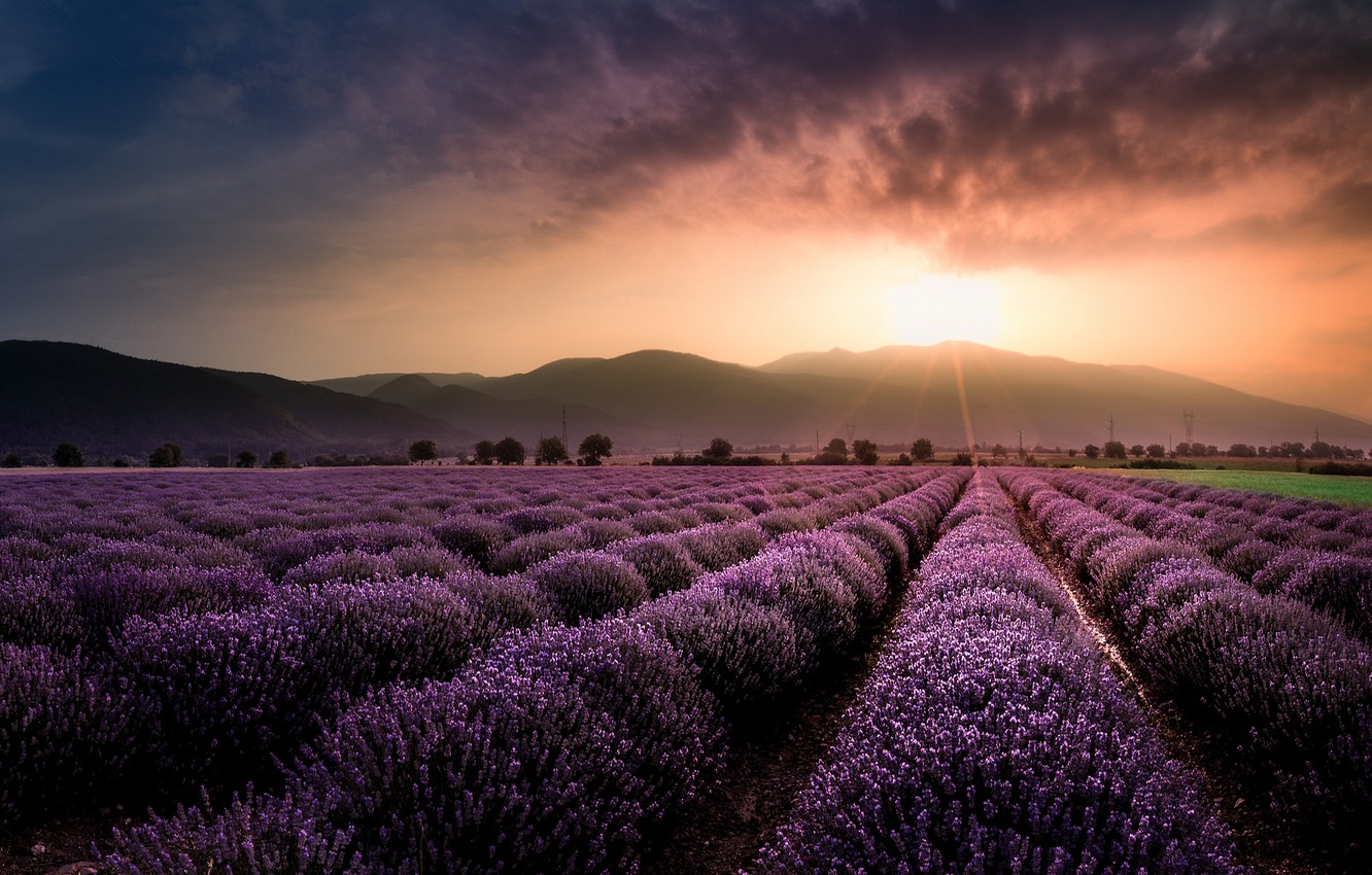 Lavender Farm Wallpapers - Wallpaper Cave