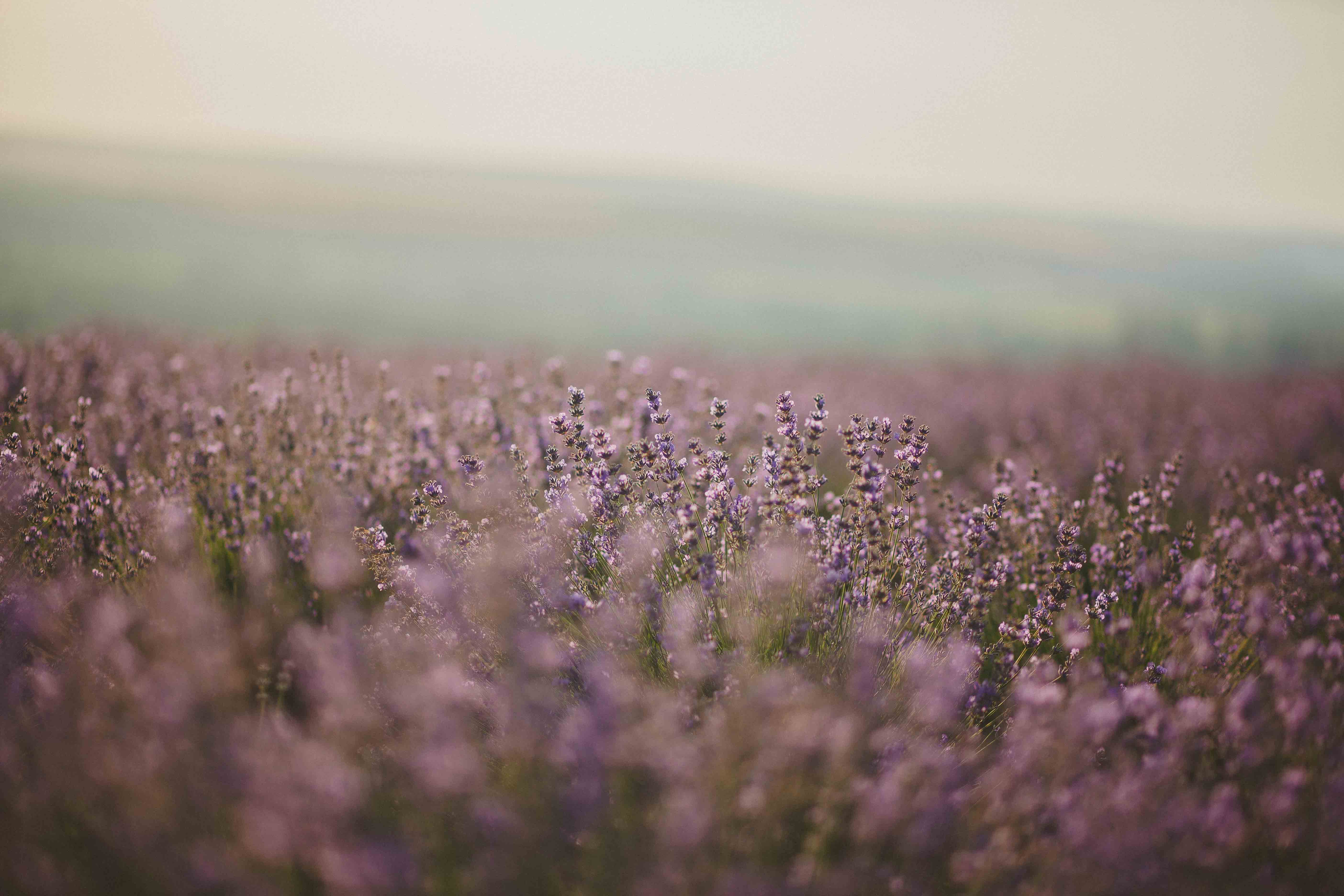 Lavender Farm Wallpapers - Wallpaper Cave