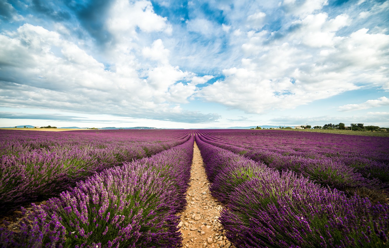 Lavender Farm Wallpapers - Wallpaper Cave