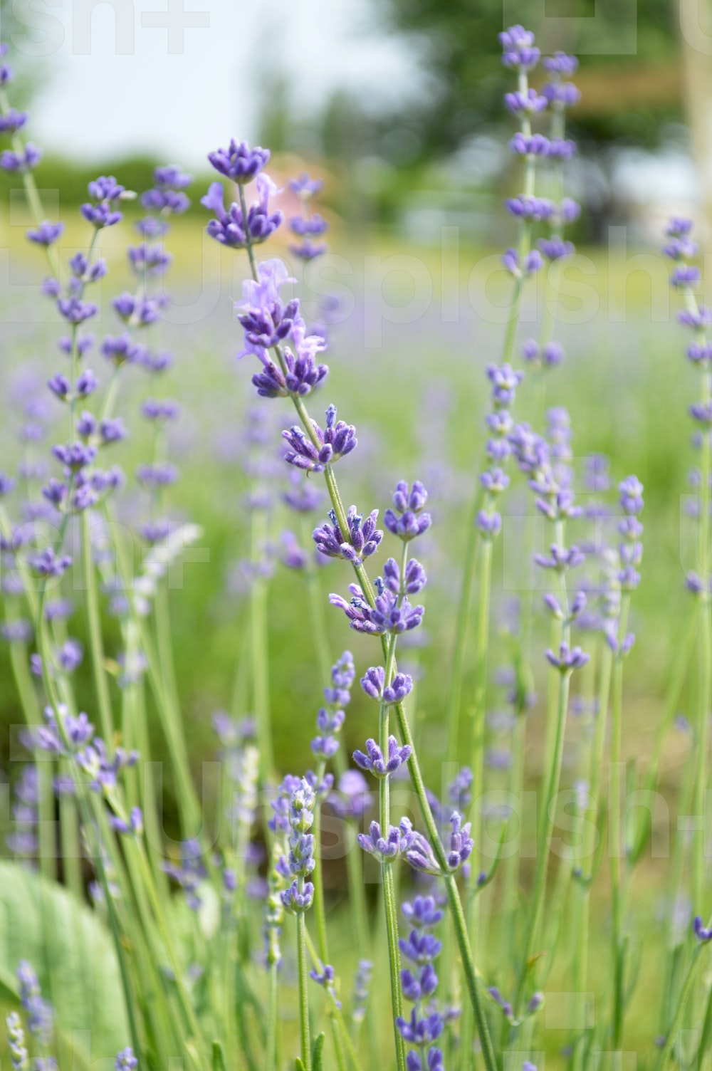 Best Lavender Field Picture [HD]. Download Free Image