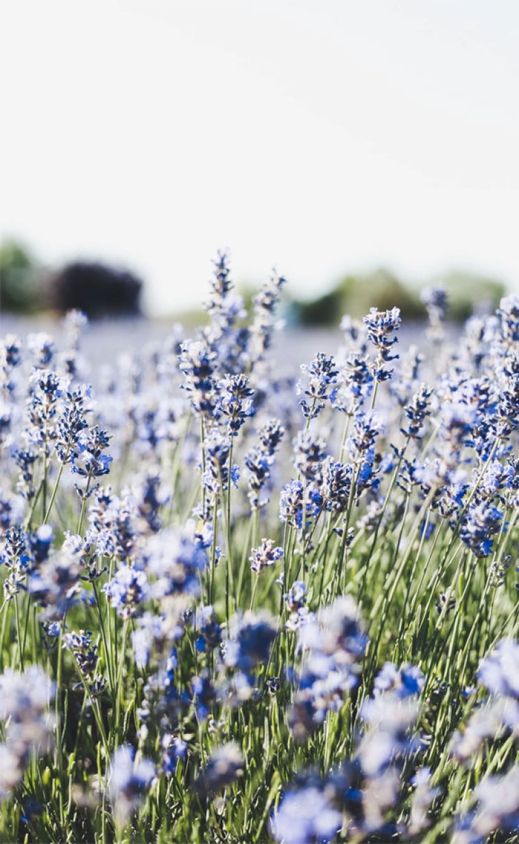 Field of lavender Wallpaper