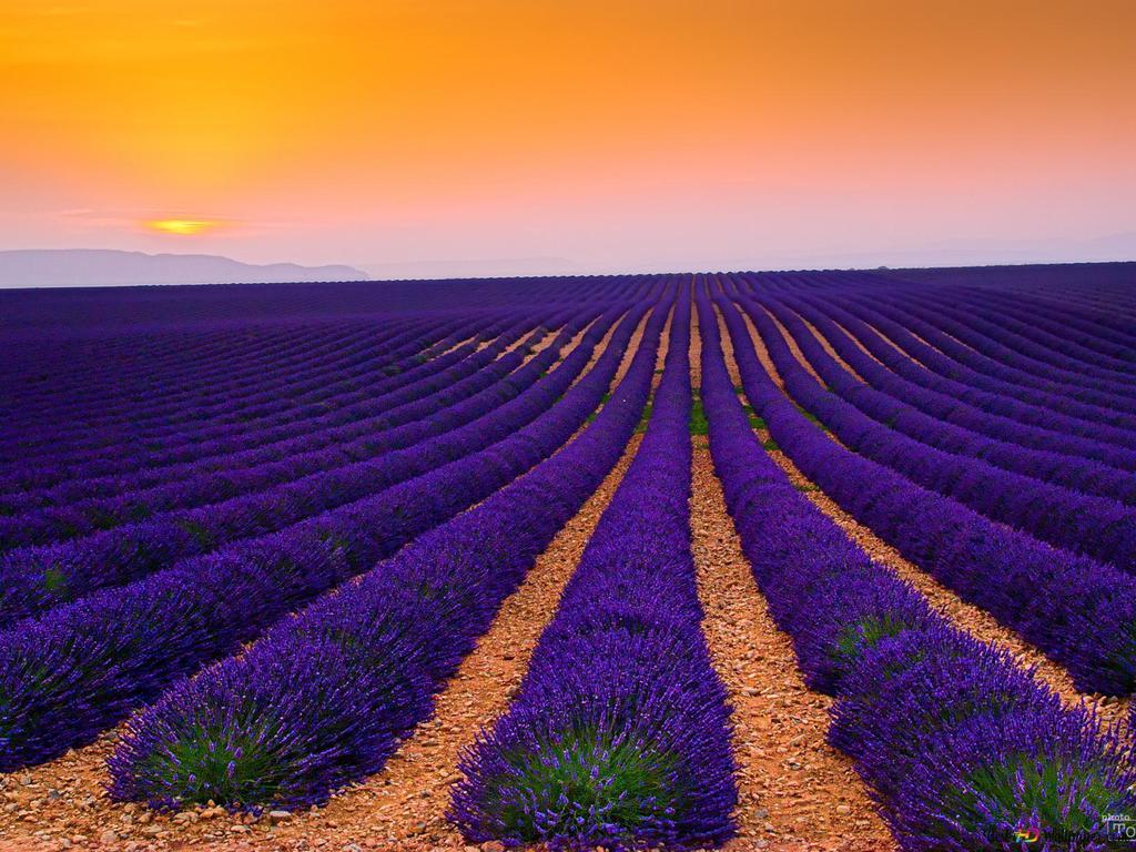 Lavender Farm Wallpapers - Wallpaper Cave