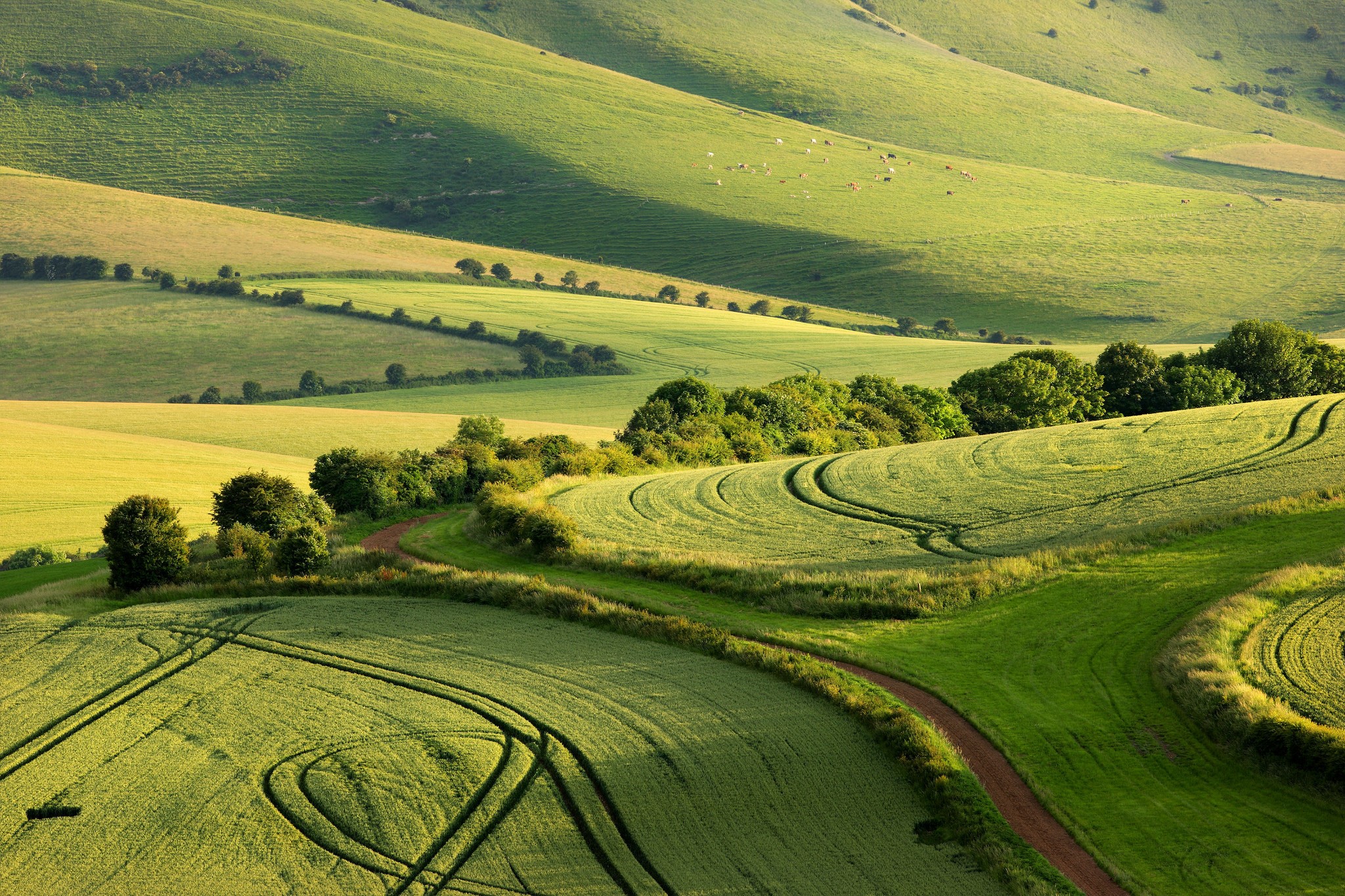 South Downs National Park, England, Parks, Summer, Fields Gallery HD Wallpaper