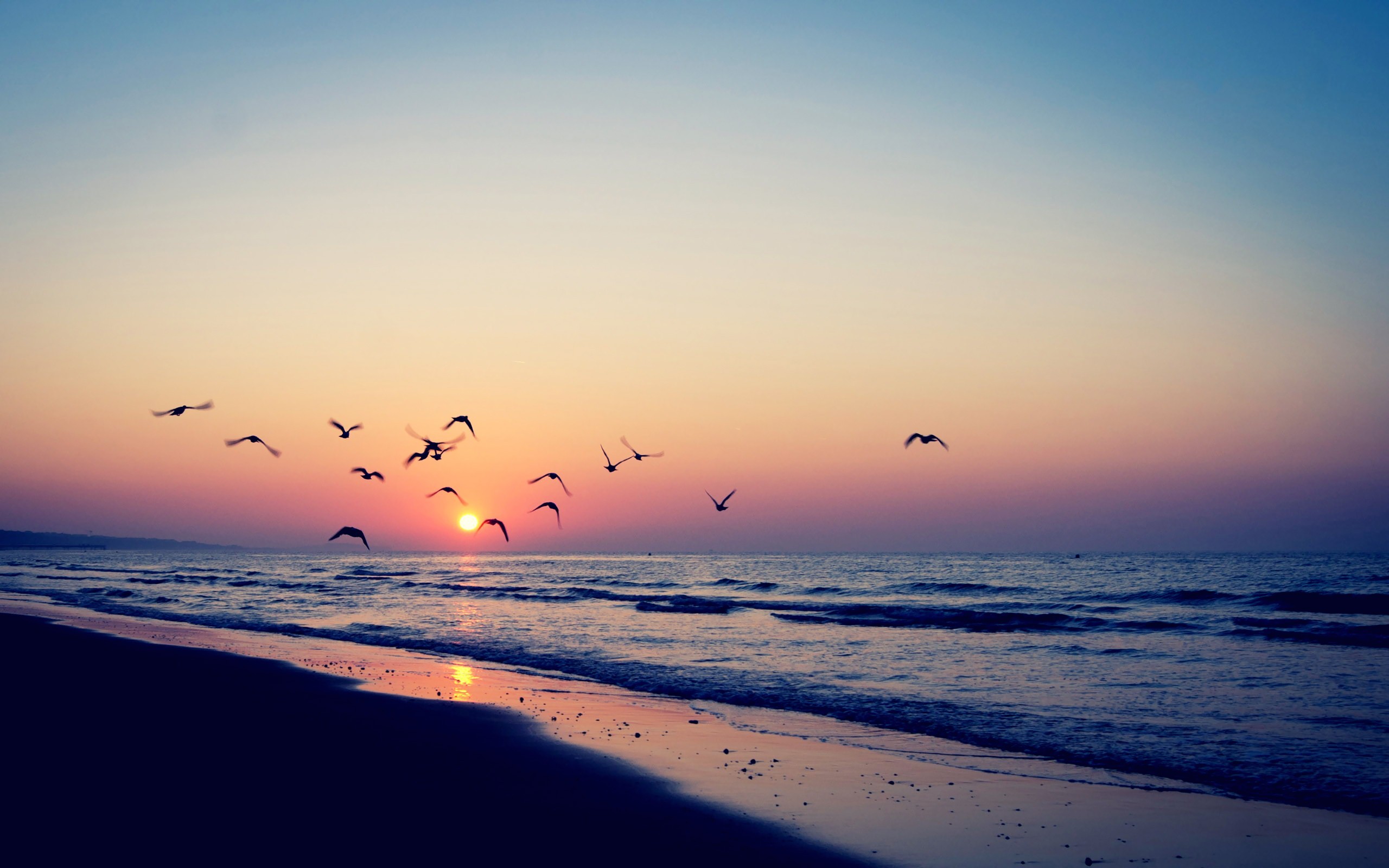 sea, beach, birds, Sun, horizon, summer, sky Gallery HD Wallpaper