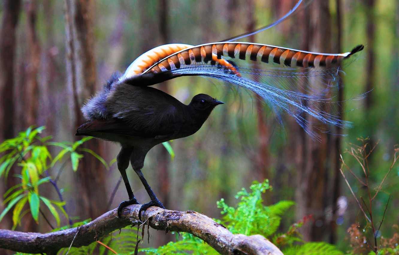 Wallpaper Feathers, Australia, Tasmania, Big Bird Lira, Lyrebird Common Image For Desktop, Section животные