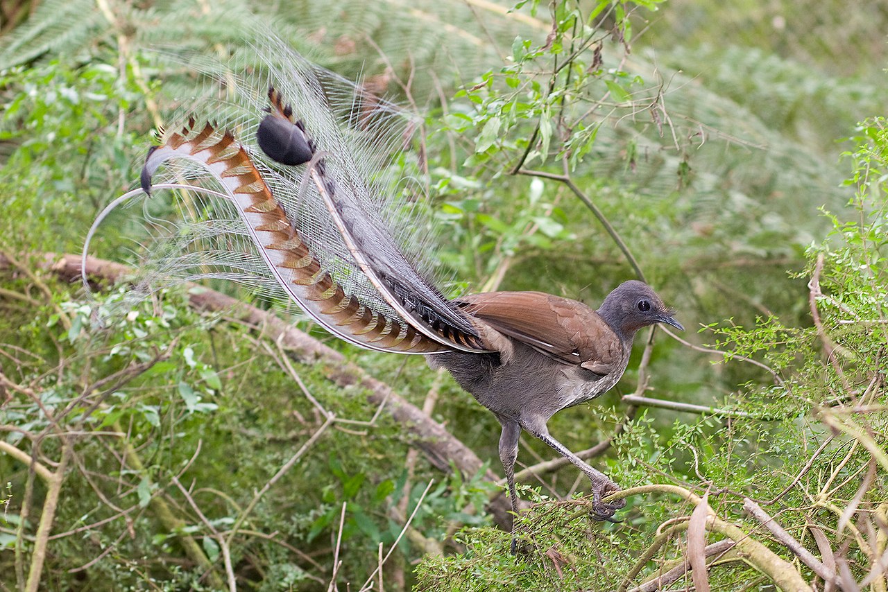 Superb lyrbird in