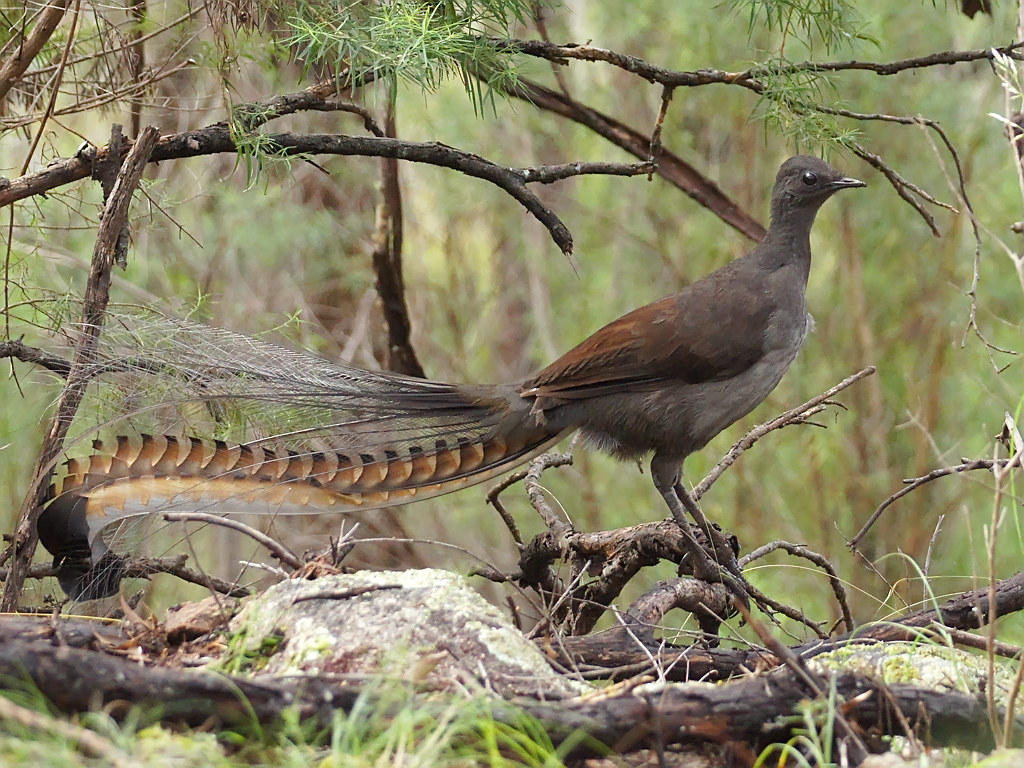 Superb Lyrebird (Menura novaehollandiae). Rocky Hall, NSW