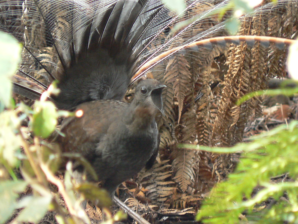Male LyreBird In Full Cry! Stunning!. Note the open mouth s