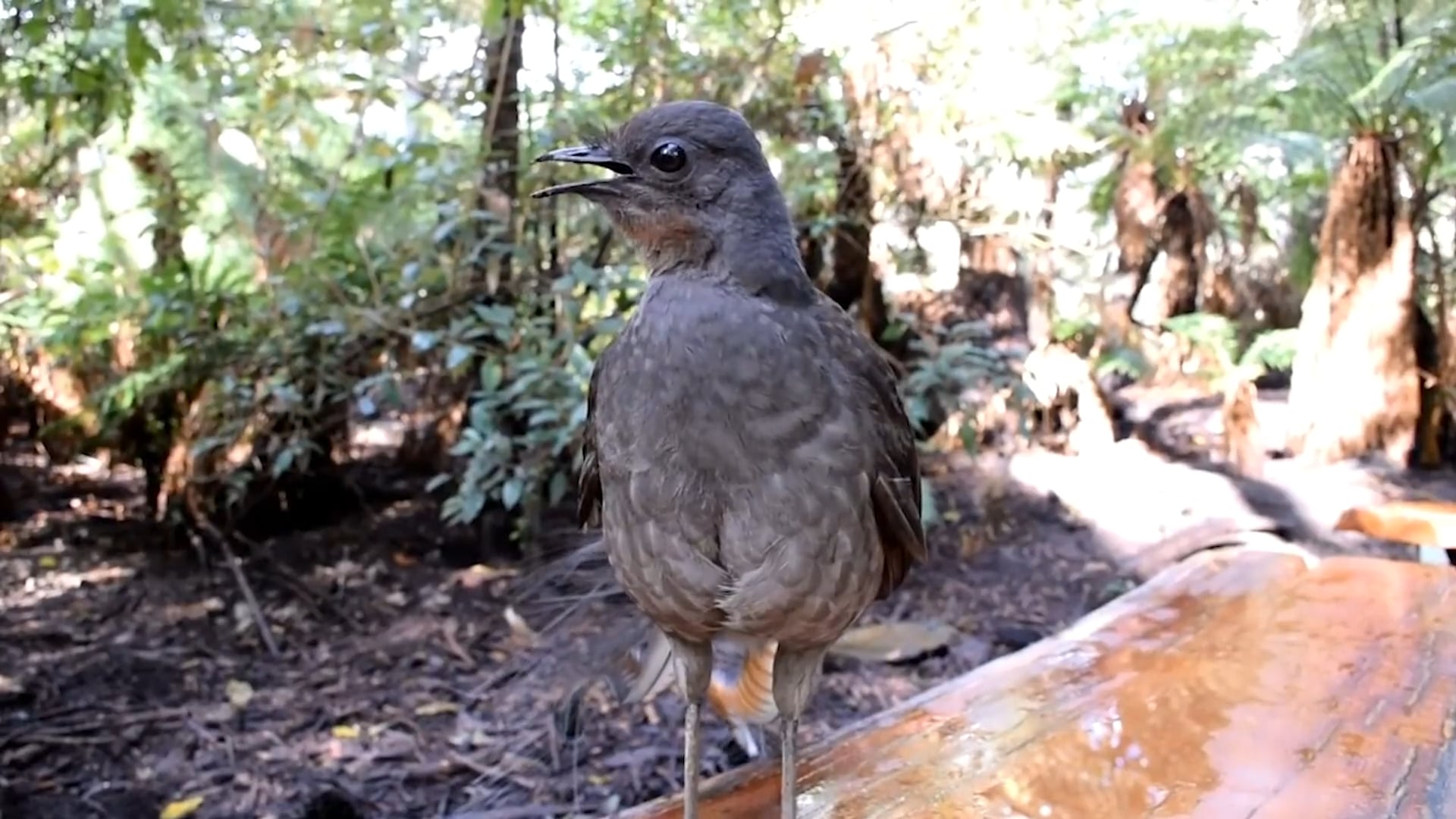 Listen to a Lyrebird