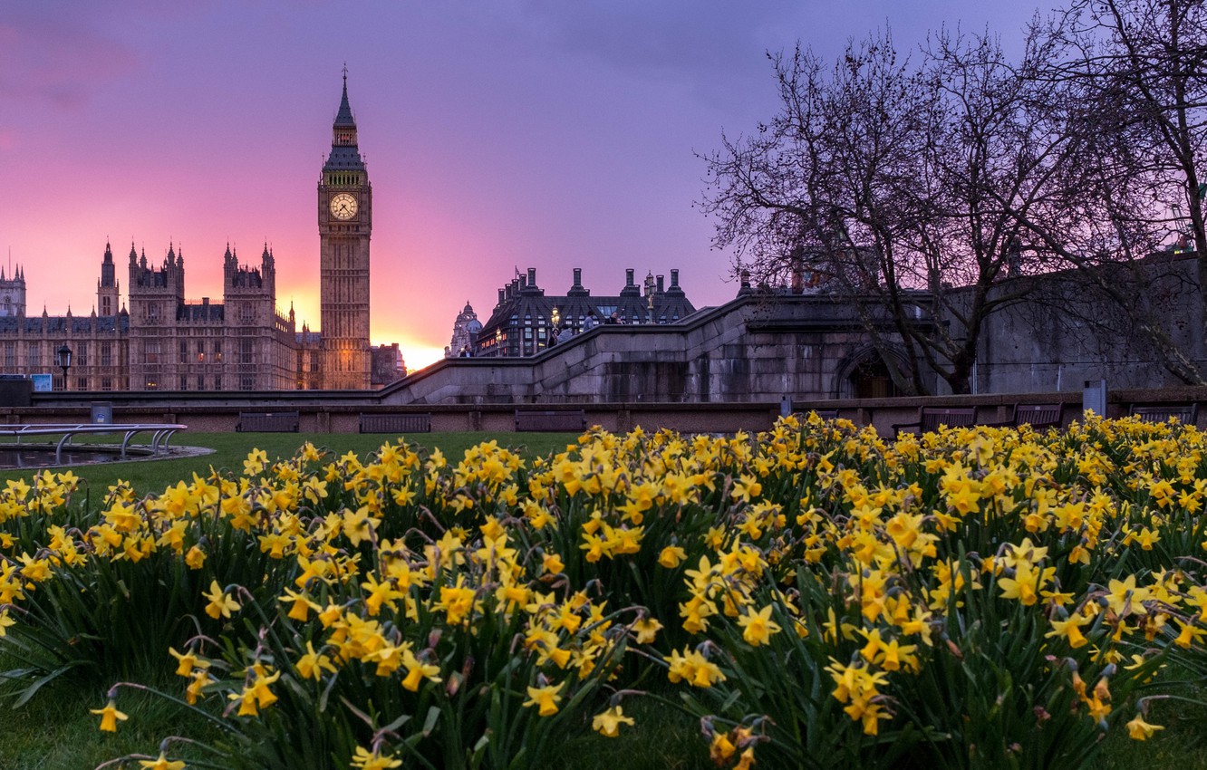 Wallpaper trees, flowers, the city, lawn, London, building, tower, spring, the evening, UK, Big Ben, daffodils, London, United Kingdom, Westminster image for desktop, section город