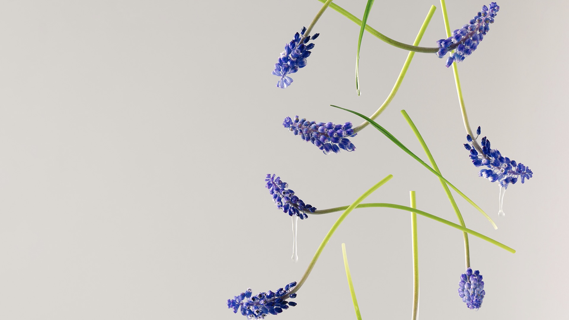 Purple blue grape hyacinth flowers with water drops free falling against bright gray background. Minimal spring bloom creative arrangement. Abstract nature concept