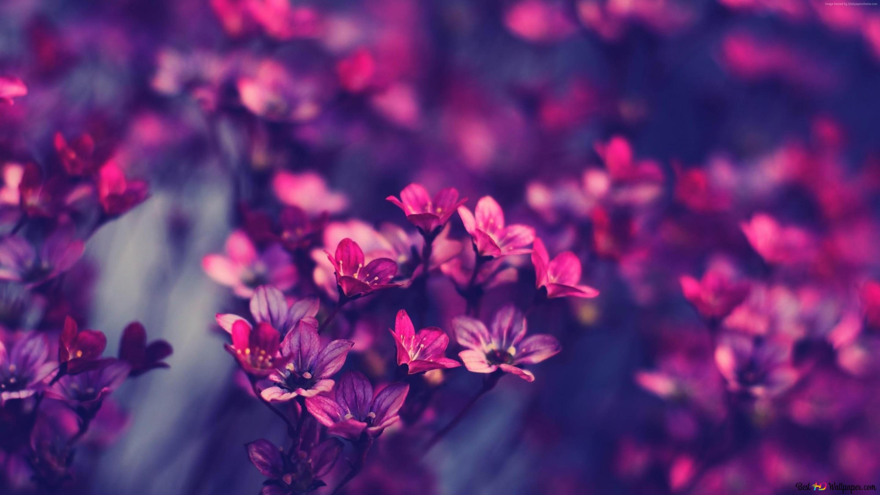 Nature Flower background 4K wallpaper download