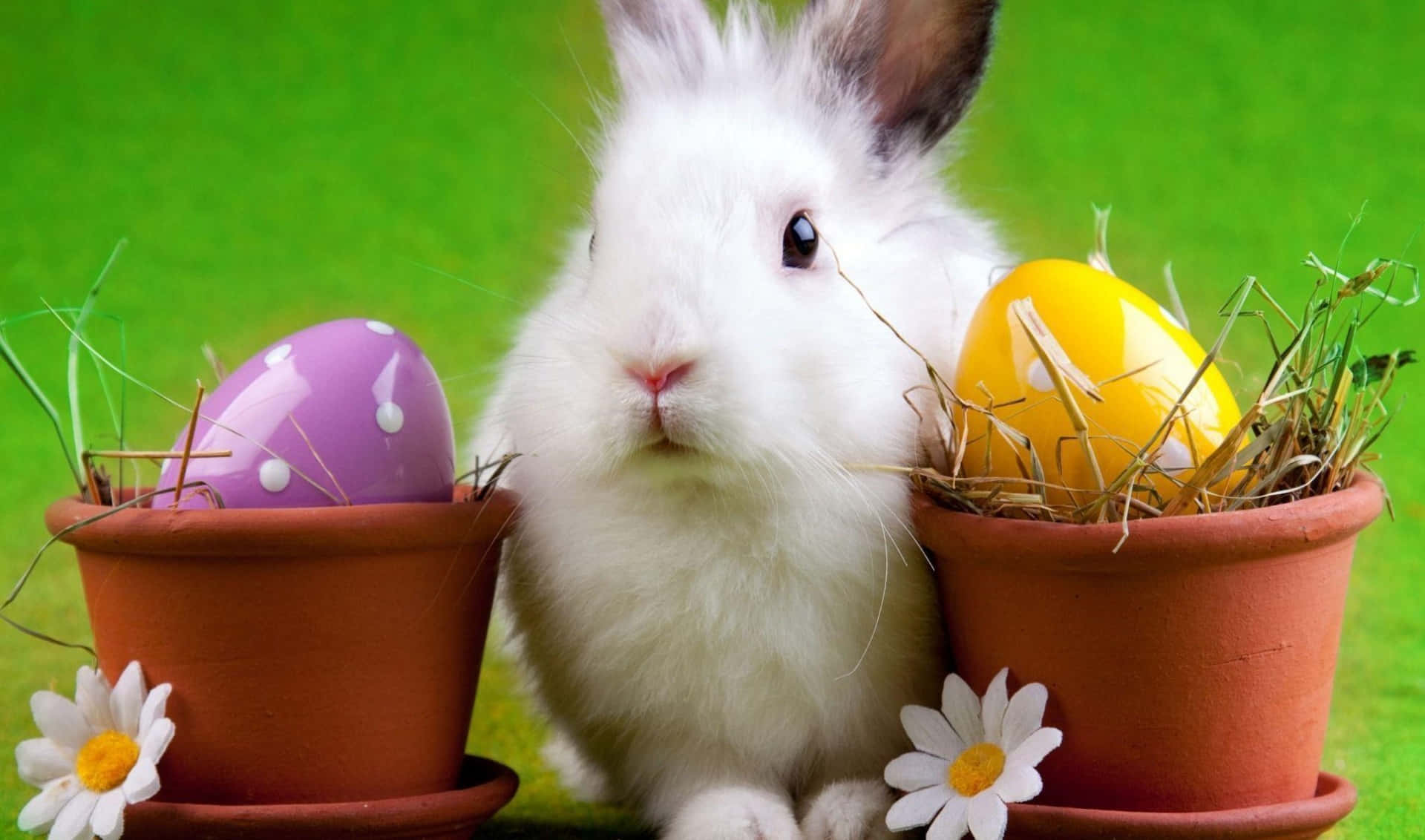 Download Easter Bunny Between Two Pots Of Eggs Picture 1920 x 1132