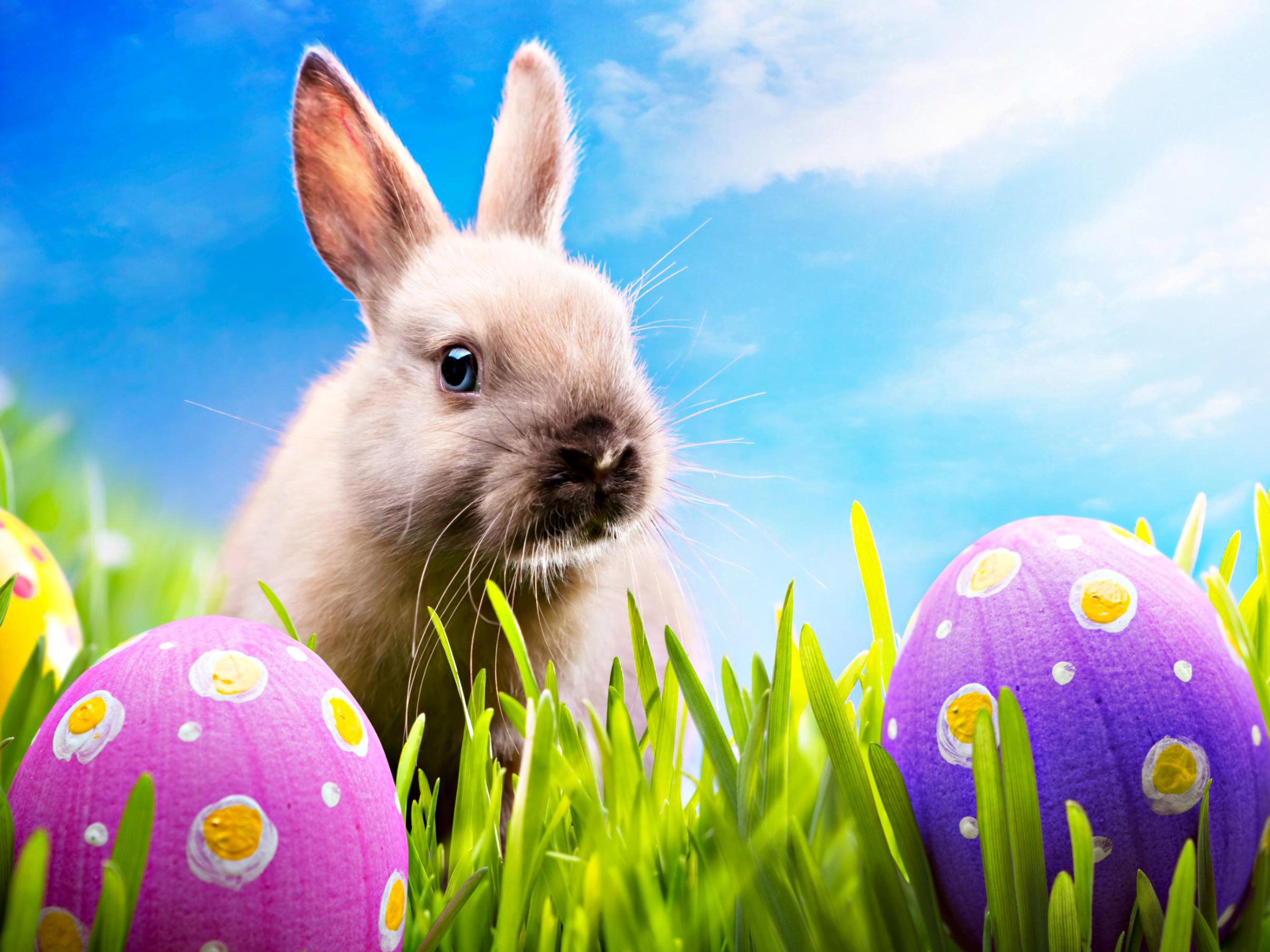 HD desktop wallpaper: Easter, Holiday, Rabbit, Egg, Bunny download free picture