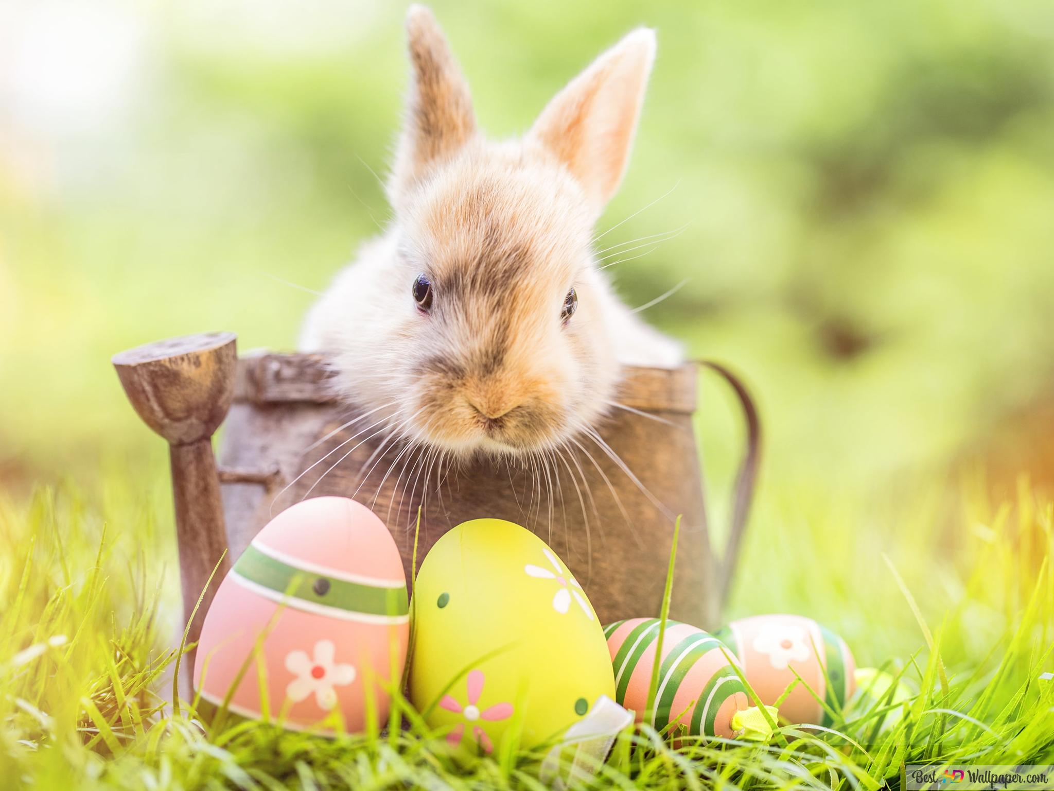 Easter bunny, Happy Easter easter eggs 4K wallpaper download