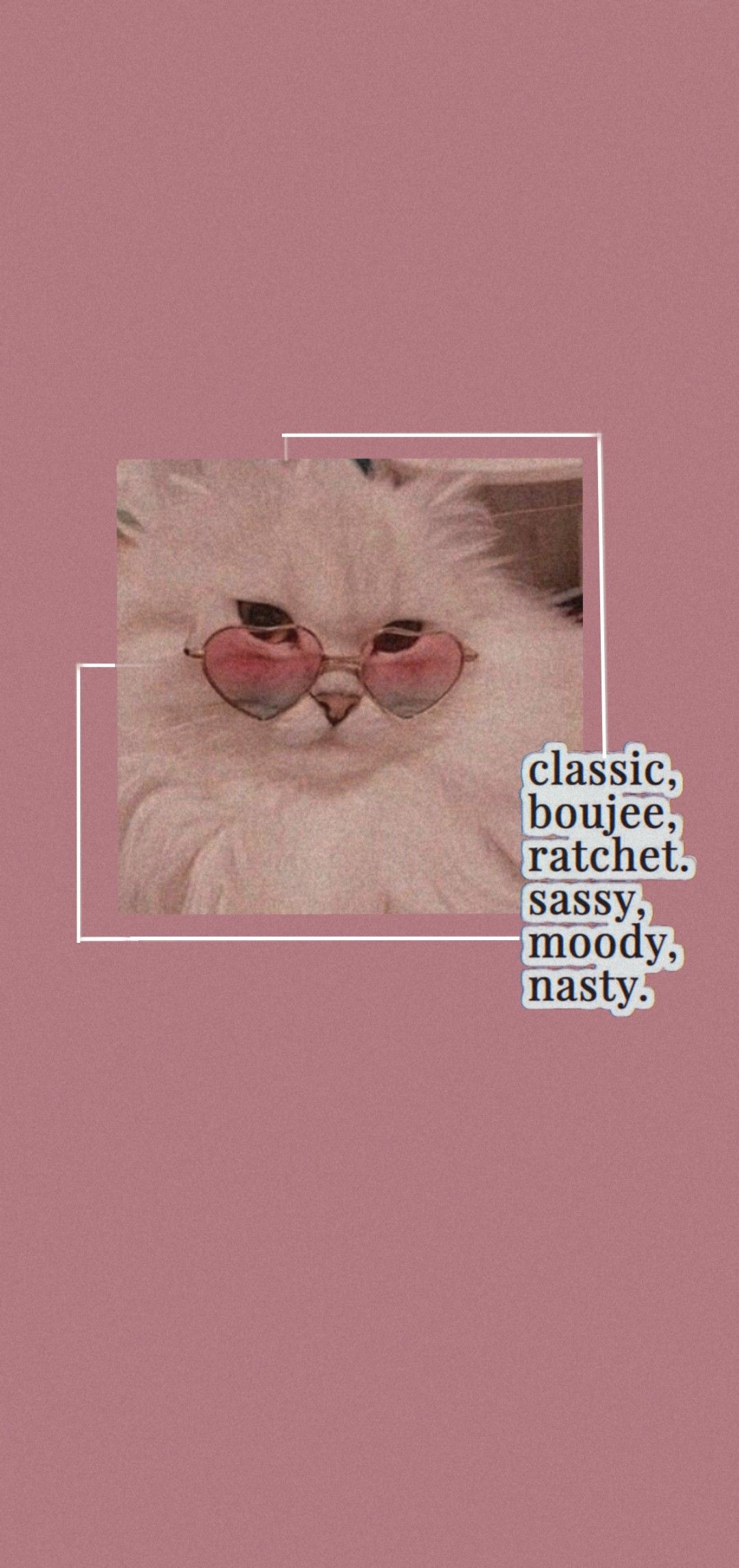 Sassy cat wallpaper. Cat wallpaper, Sassy cat, Aesthetic themes