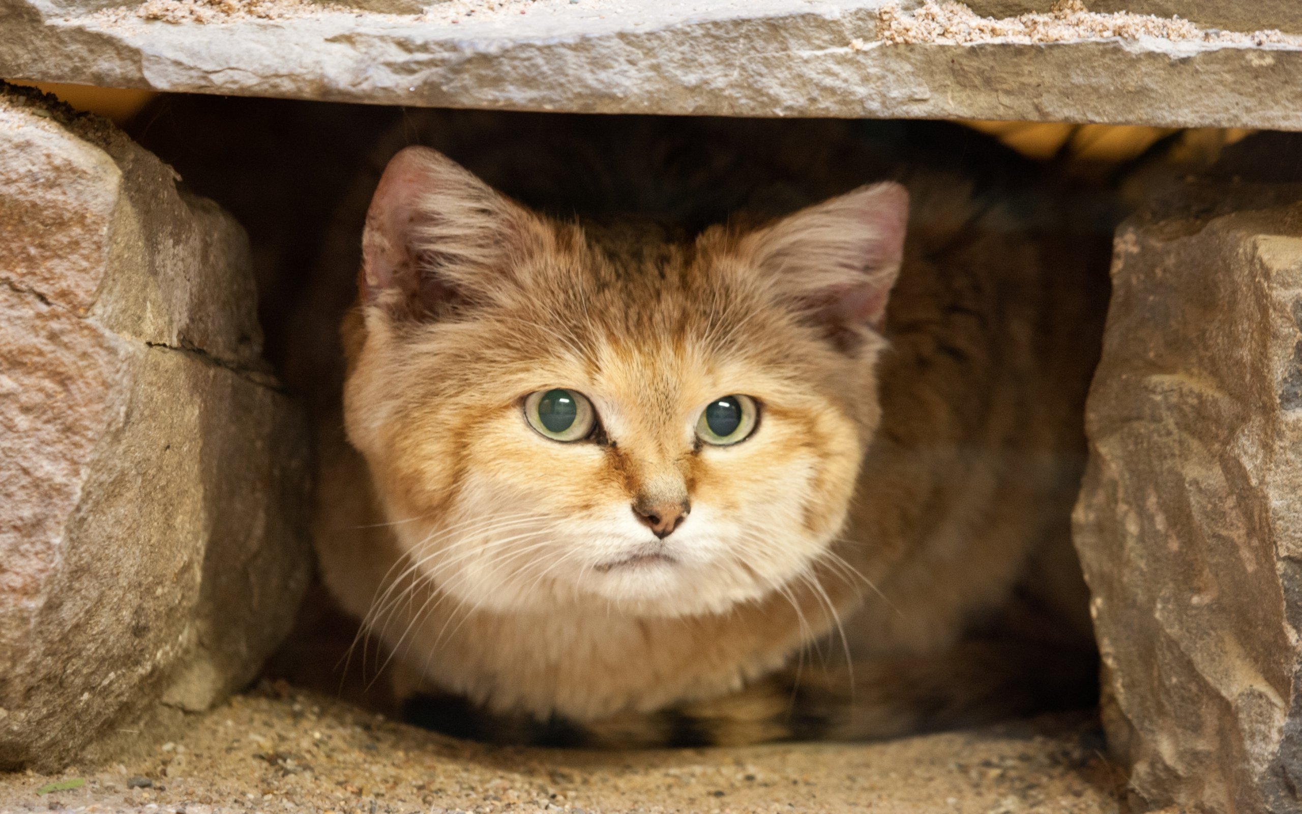 Sand Cat HD Wallpaper and Background