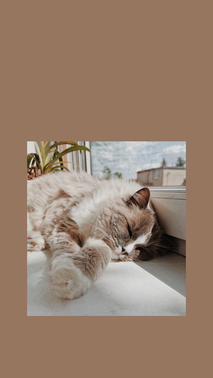 Aesthetic and Vsco cat wallpaper. Cute cat wallpaper, Cat wallpaper, Cat aesthetic