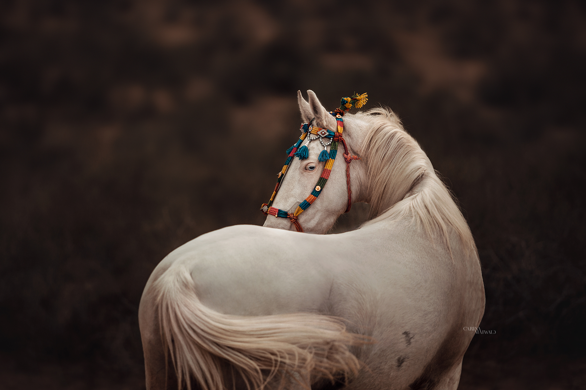 India: Legendary Marwari