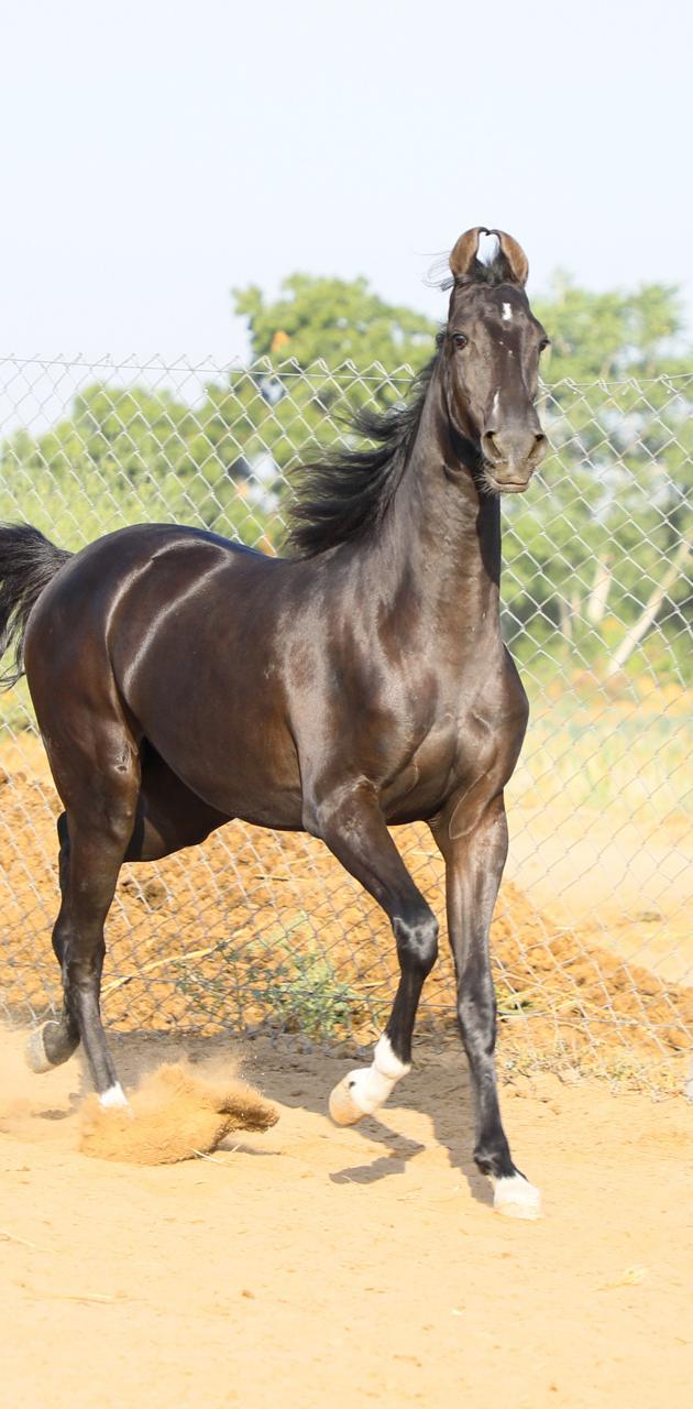 Marwari horse portrait hi-res stock photography and images - Alamy