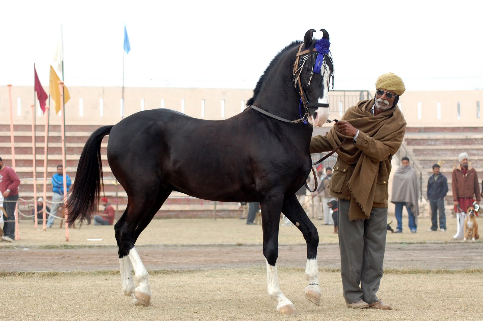 Marwari Horse - Marwari Horse added a new photo.