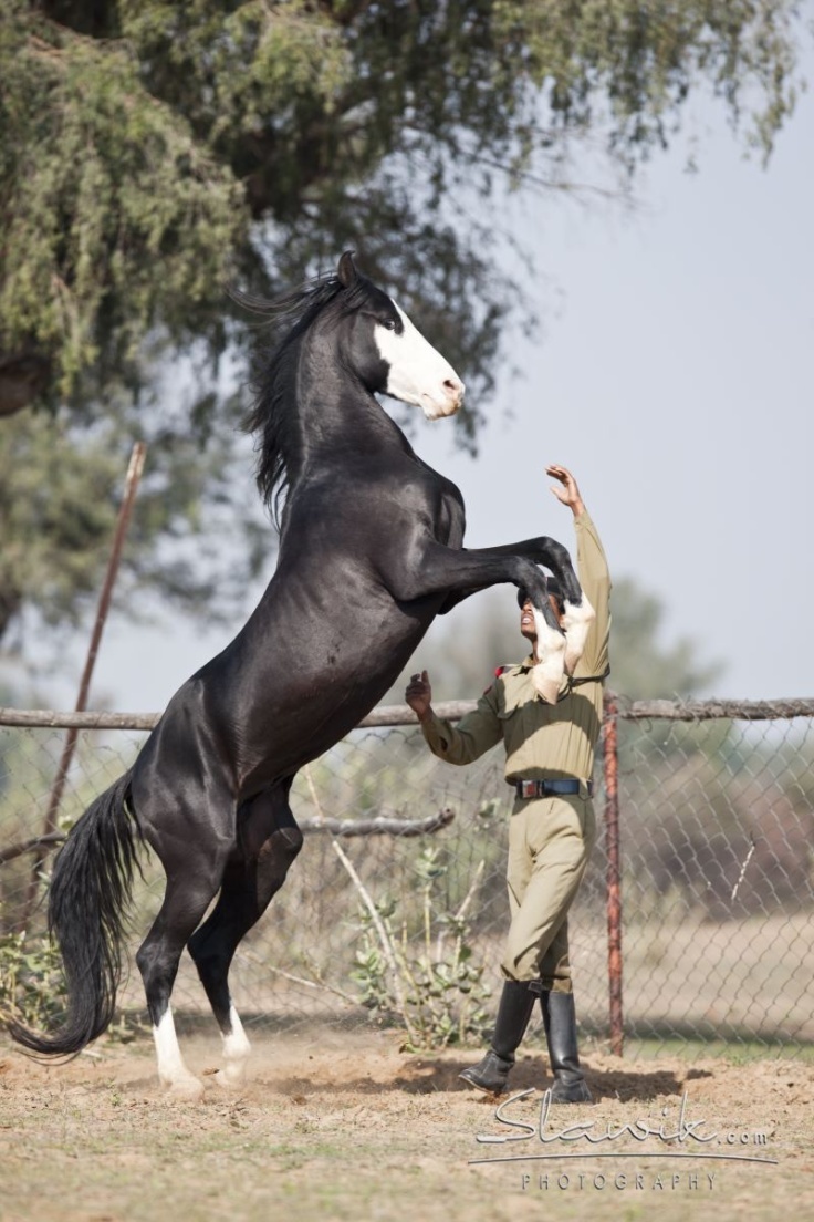 Wierd Face Markings POST AWAY!!. Marwari horses, Horses, Horse breeds