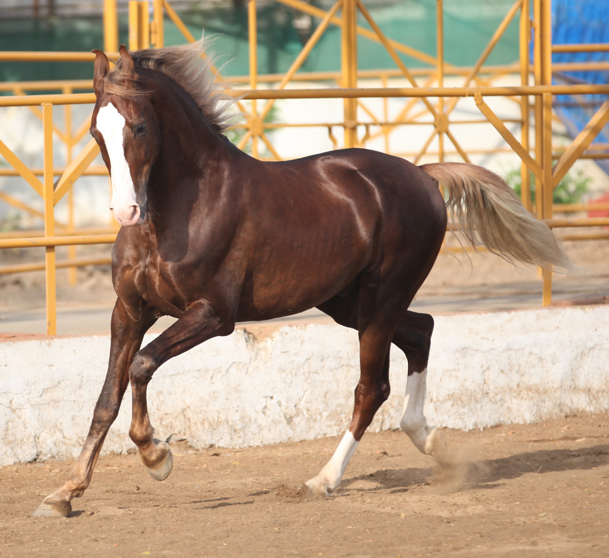 Marwari Horse Breed Information, History, Videos, Picture