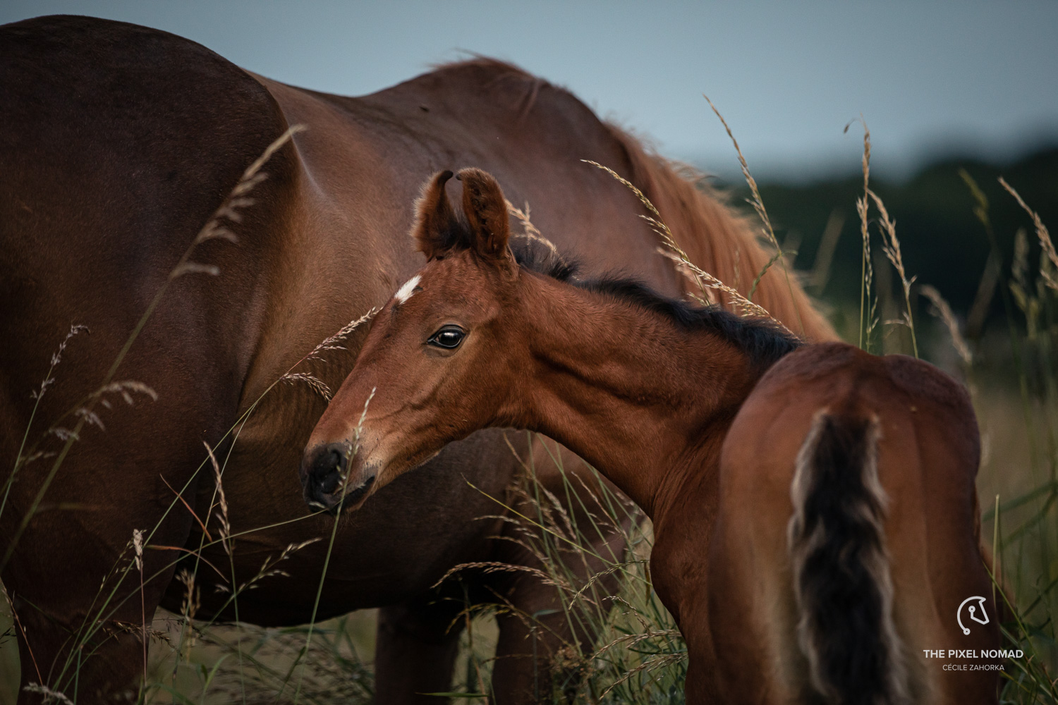 Explorer Day with Marwari, Percheron and Belgian draft horses
