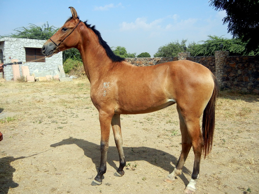 A Marwari horse. The Marwari is a rare breed of horse fromA