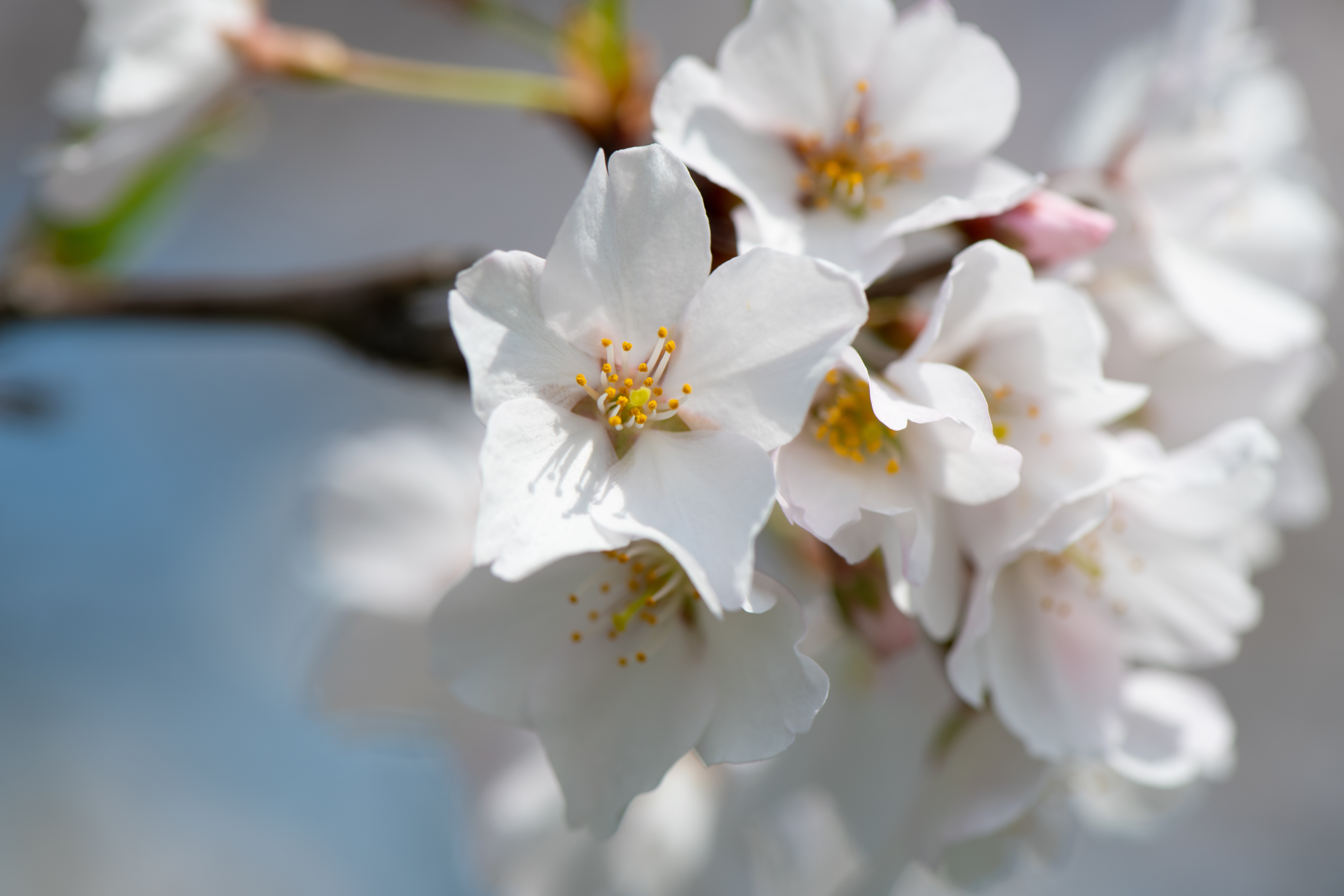 Macro Photography of Cherry Blossom · Free