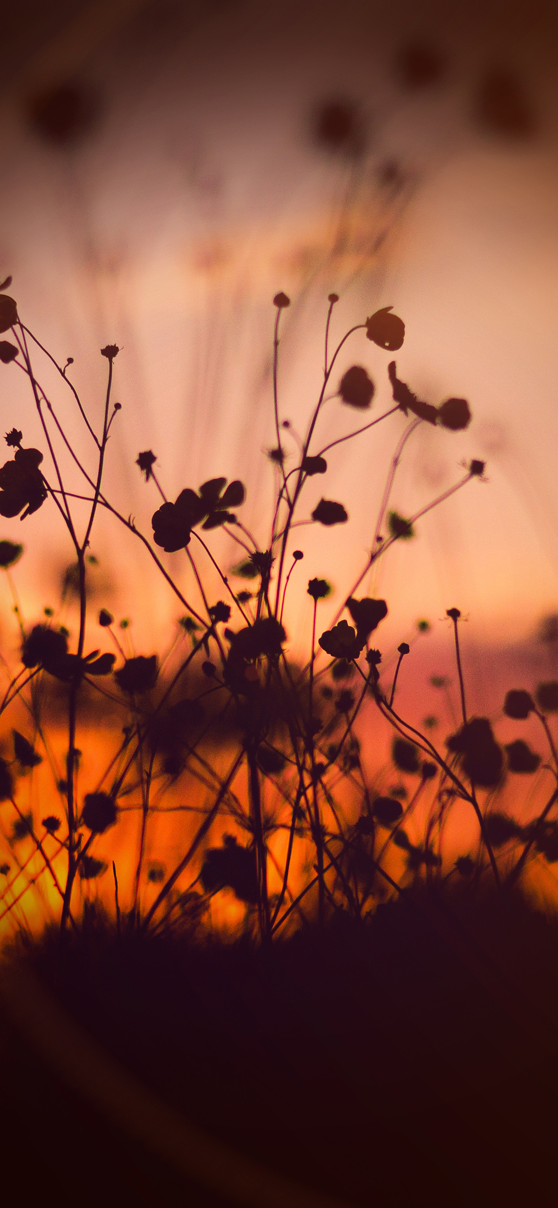 Night Nature Flower Sunset Dark Shadow Orange Flare Wallpaper