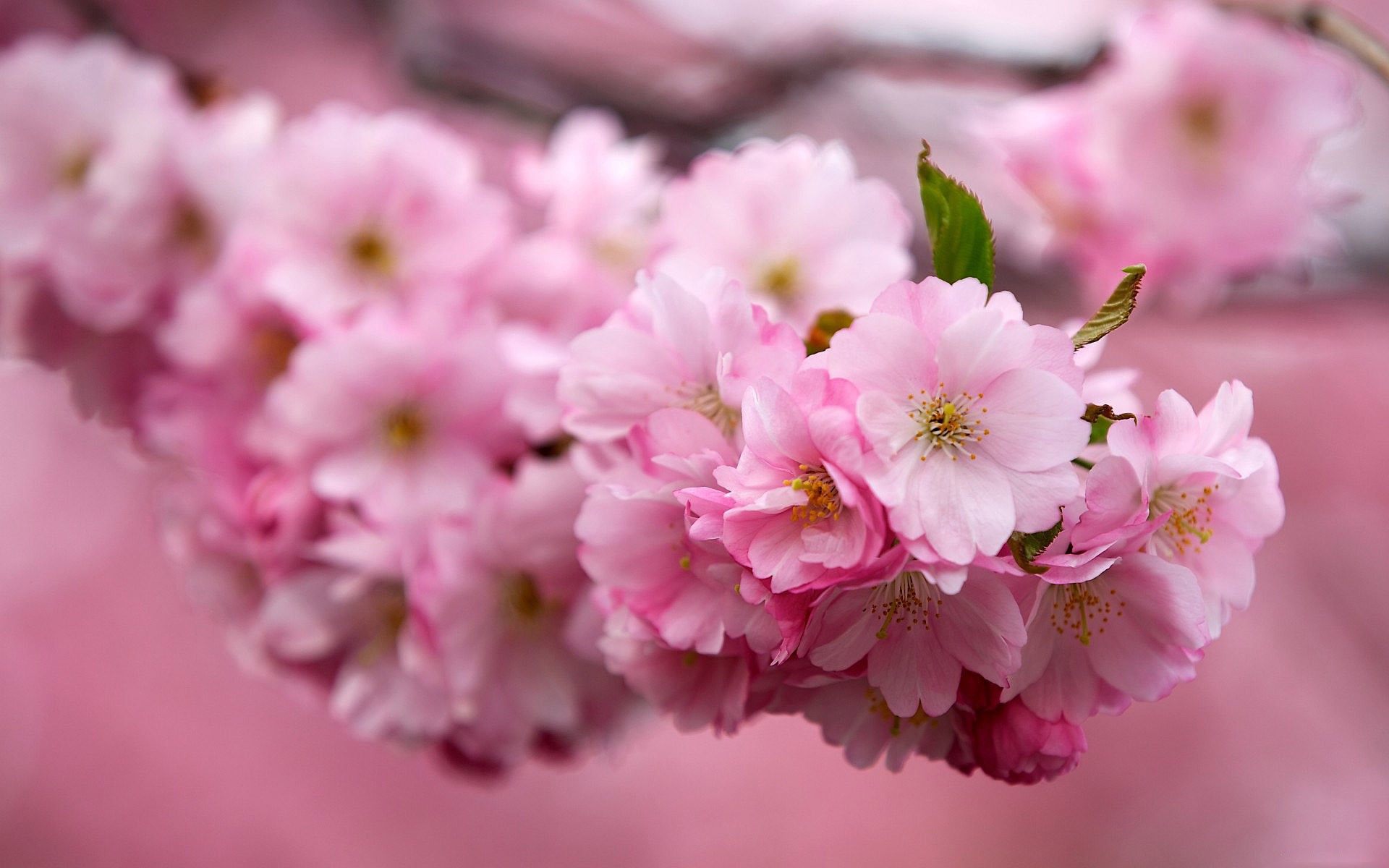 Cherry Flower Macro wallpaper. Cherry Flower Macro