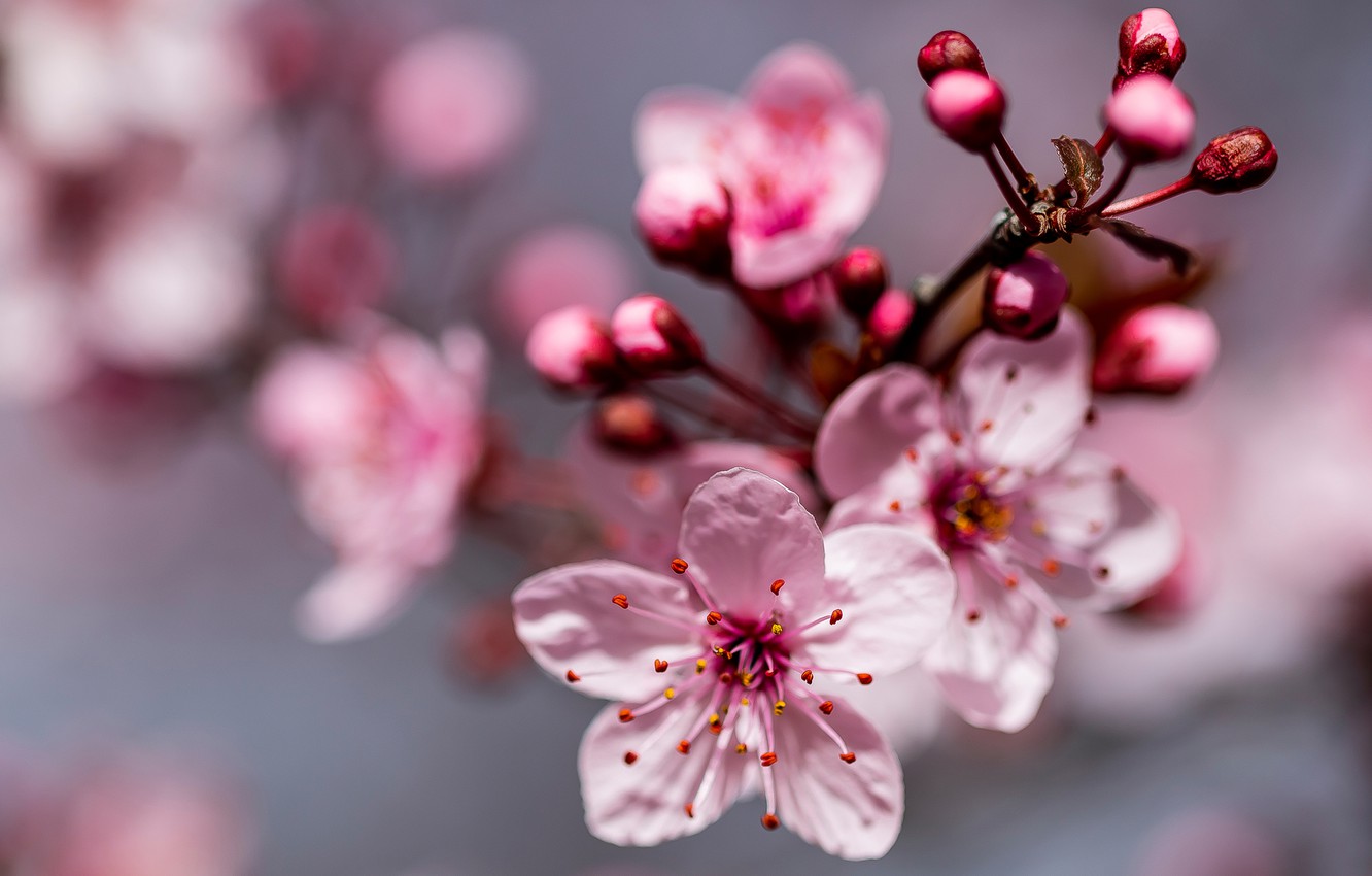 Cherry Blossom Macro HD Wallpapers - Wallpaper Cave