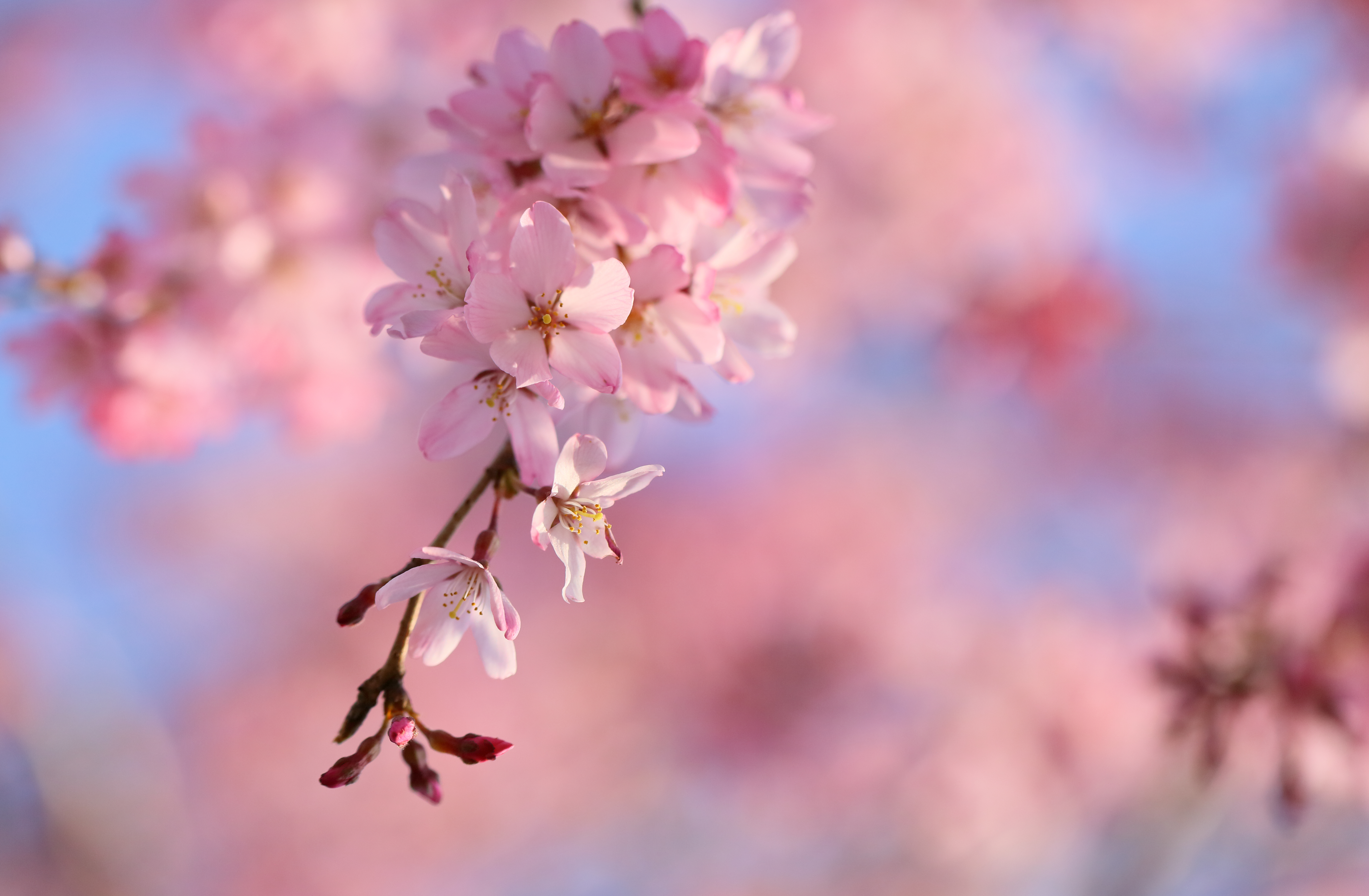 Sakura HD Wallpaper and Background