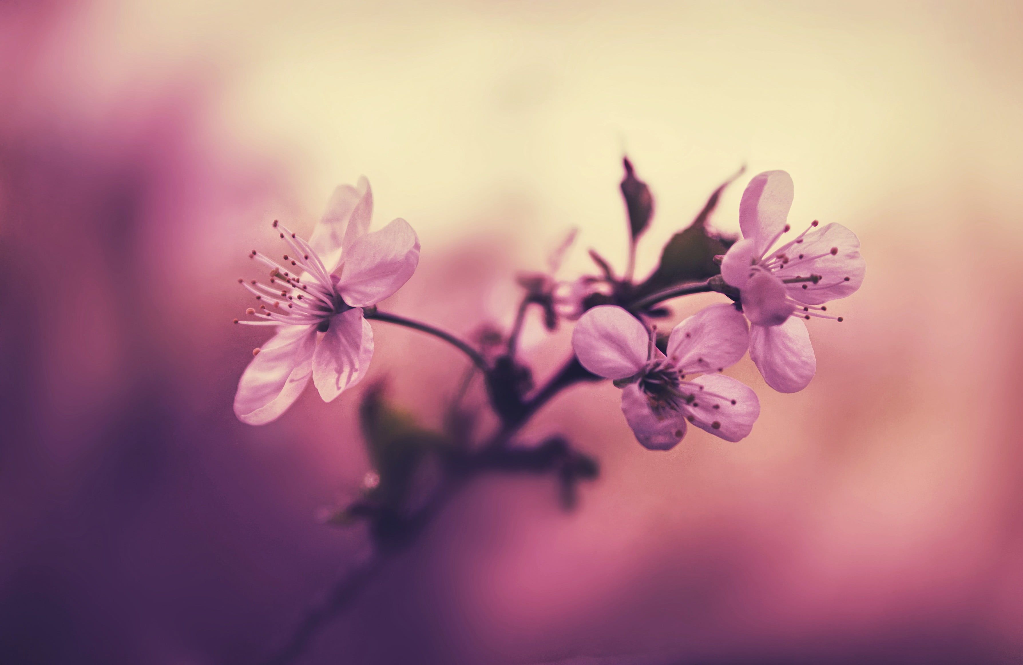 pink petaled flower plant, white cherry blossom flowers #flowers #macro K #wallpaper #hdwallp. Cherry blossom wallpaper, Cherry blossom flowers, Plant wallpaper