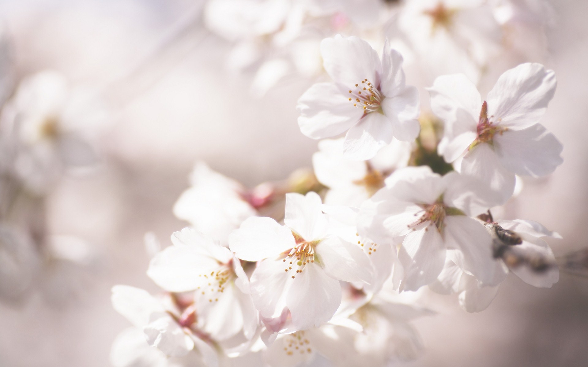 Cherry Blossom Flowers Macro