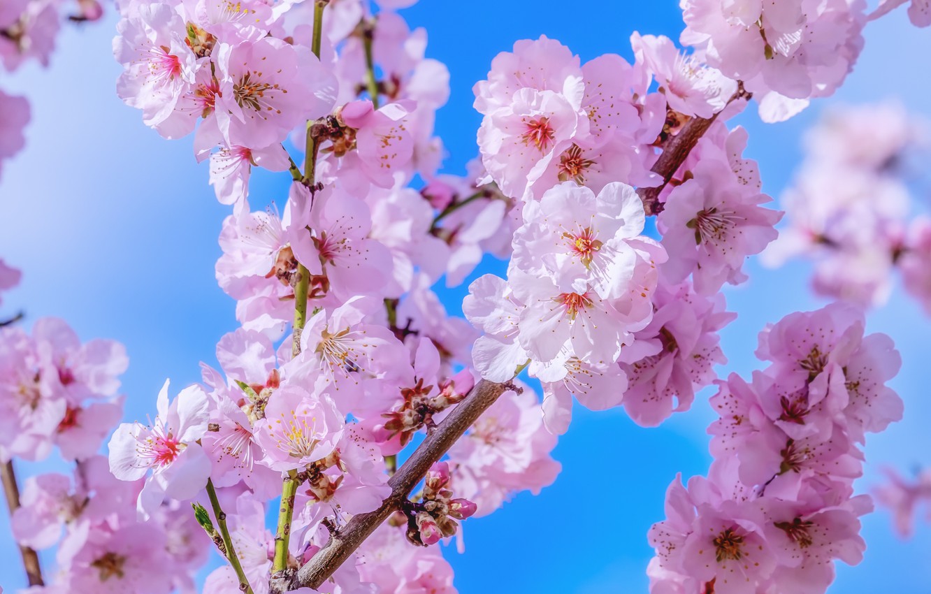 Wallpaper the sky, blue, spring, Sakura, flowering, blossom, macro, sakura, cherry, spring, japanese image for desktop, section макро